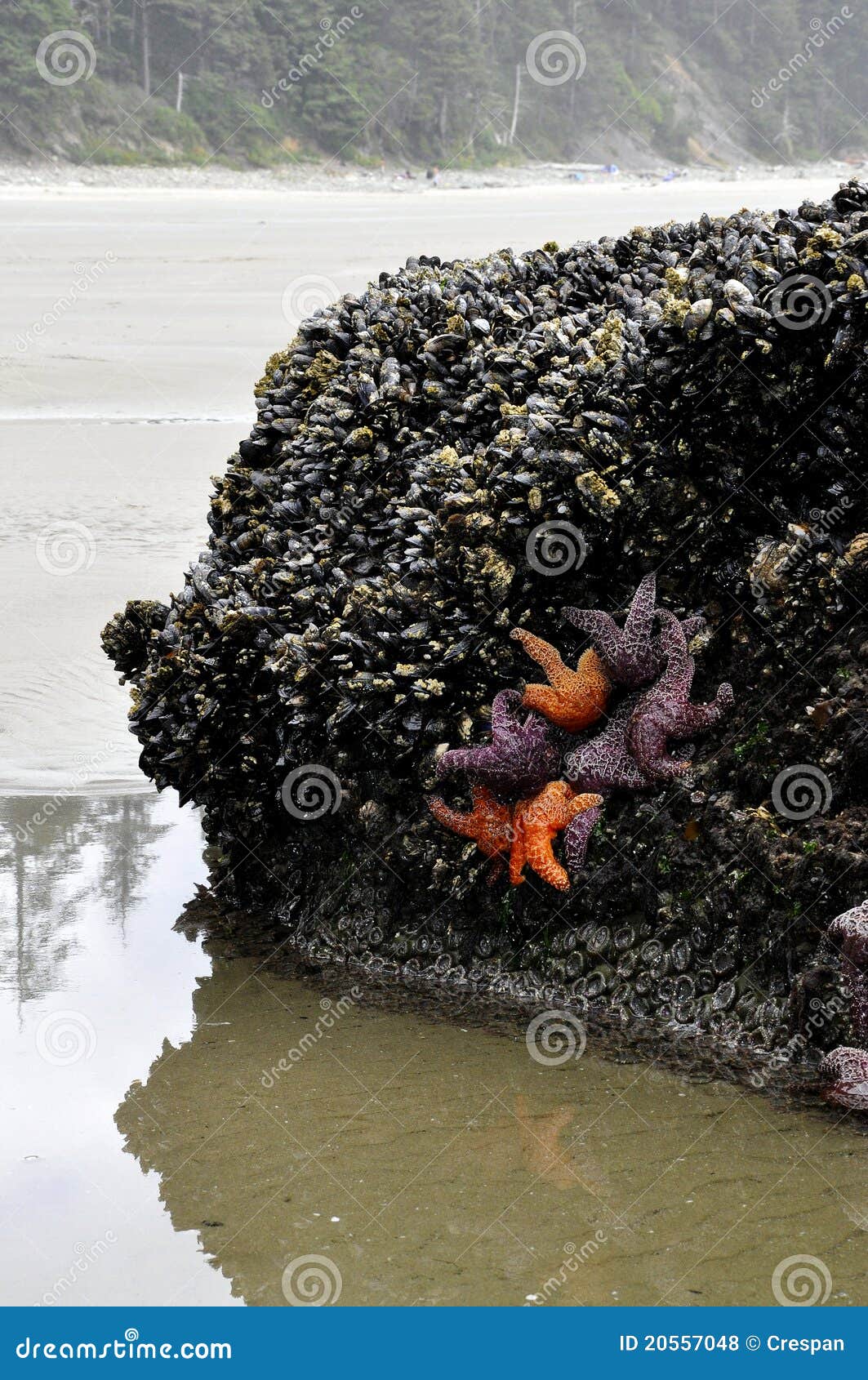 Starfish with mussels stock photo. Image of coastline 20557048