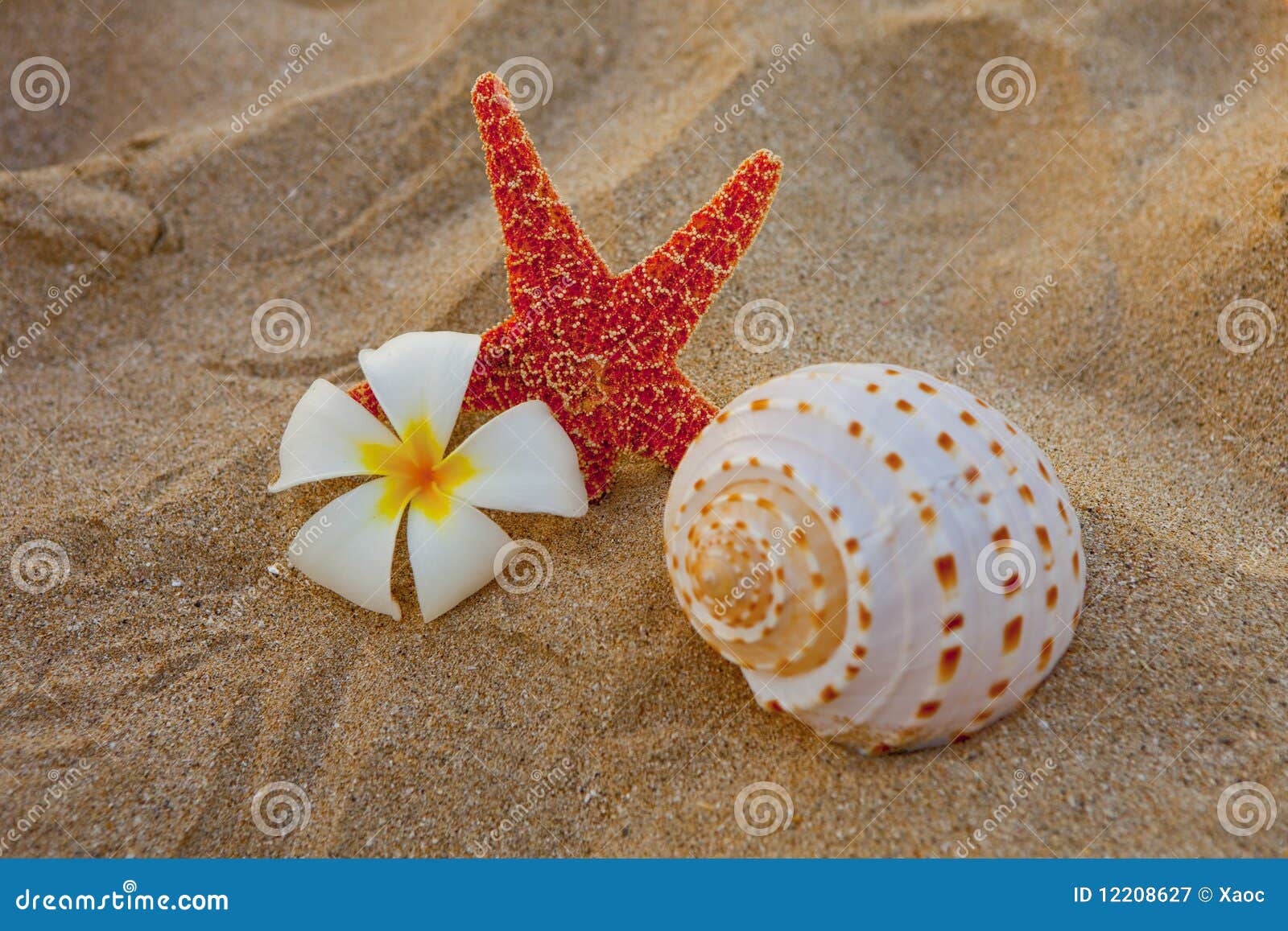 Starfish Plumeria Flower and Shell Stock Image - Image of flower