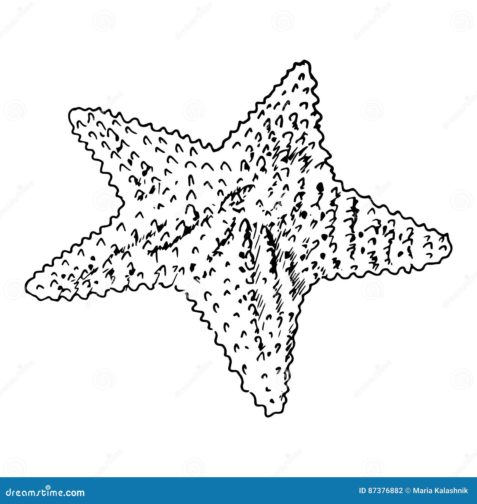Hyper-realistic Pencil Sketch of a Cayman Islands Starfish - Etsy Australia