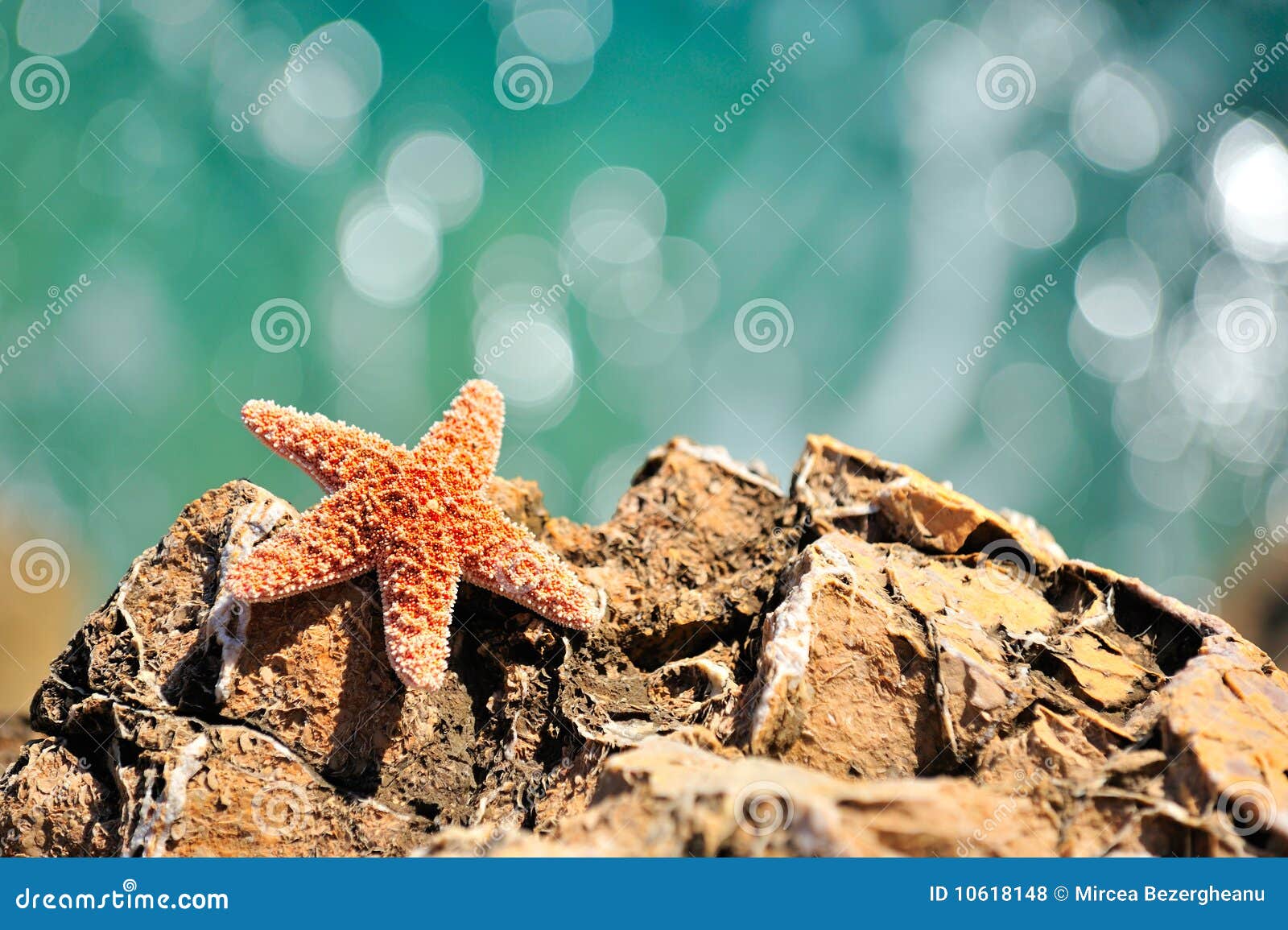 Starfish on rock stock photo. Image of objects, bright 10618148