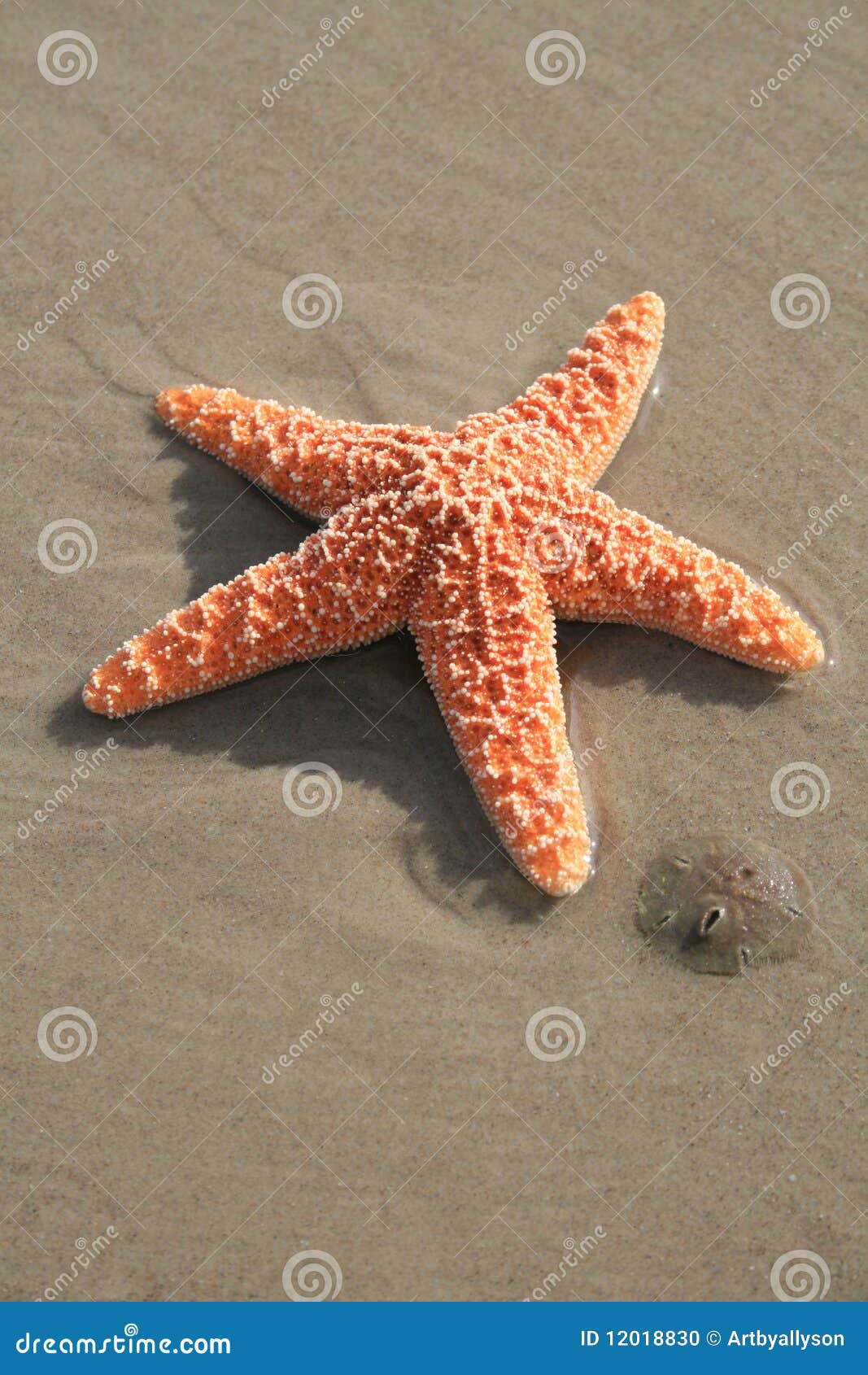 Starfish and Sand Dollar stock photo. Image of water 12018830