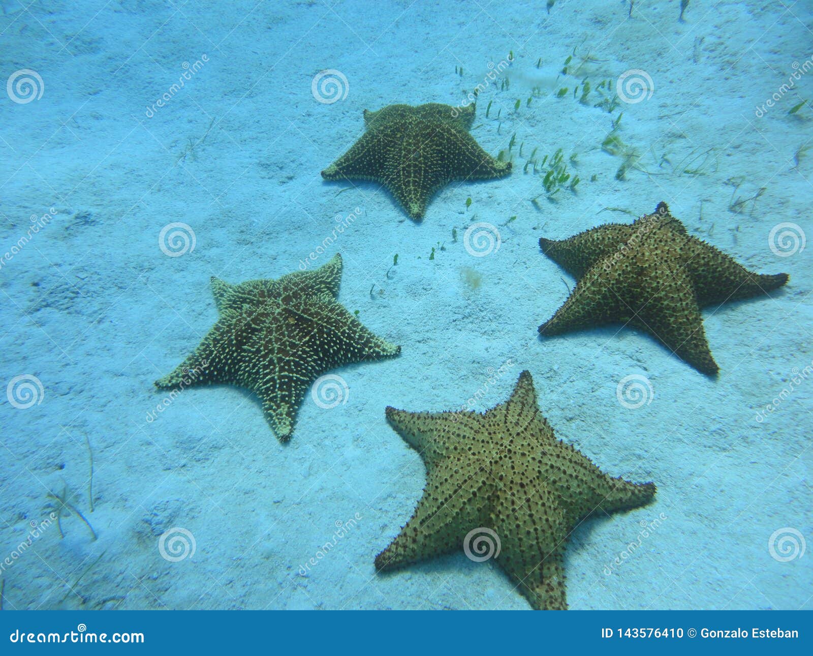Starfish on the seabed stock photo. Image of undersea 143576410