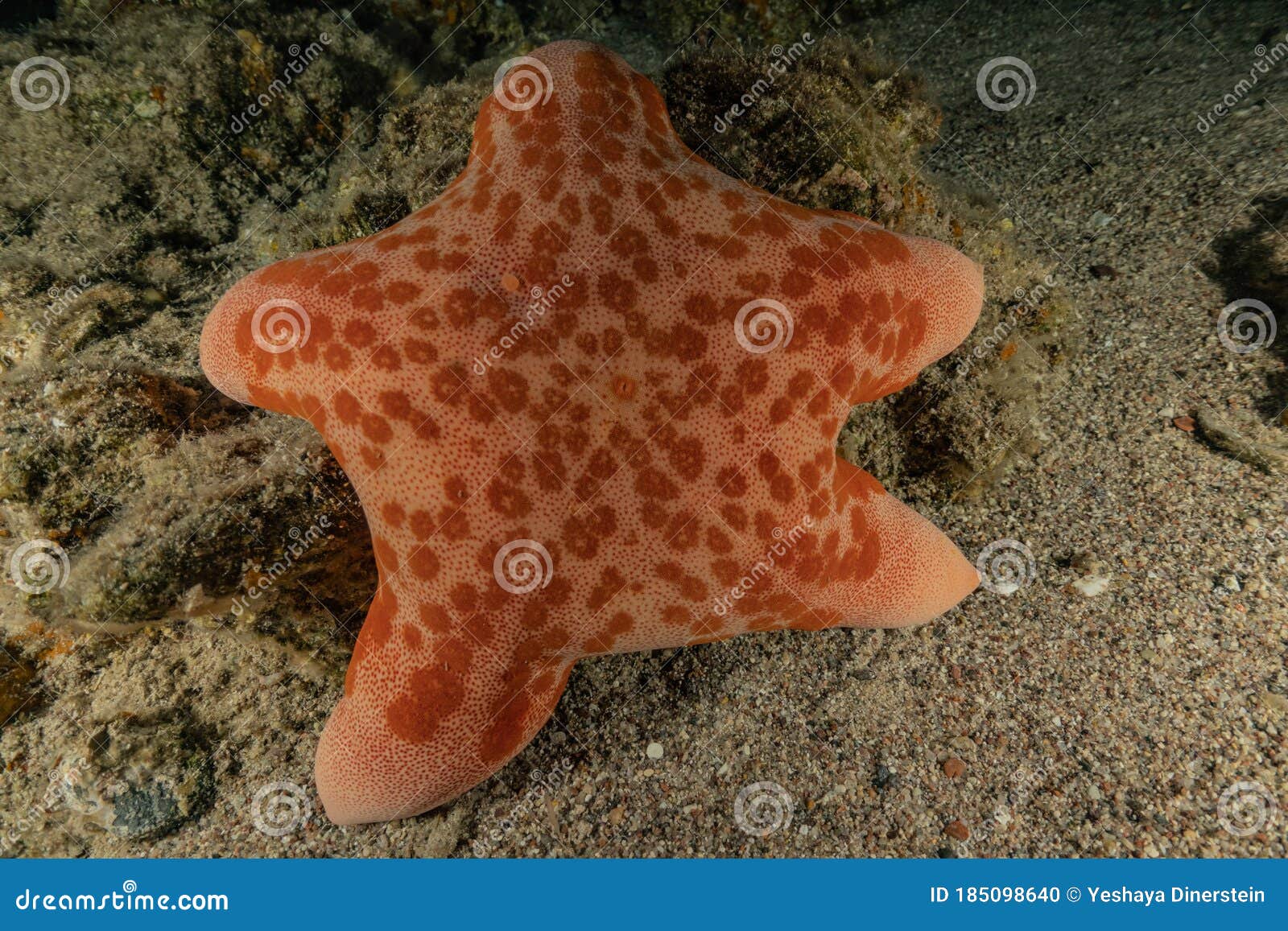 Starfish on the Seabed in the Red Sea Stock Photo Image of eilat