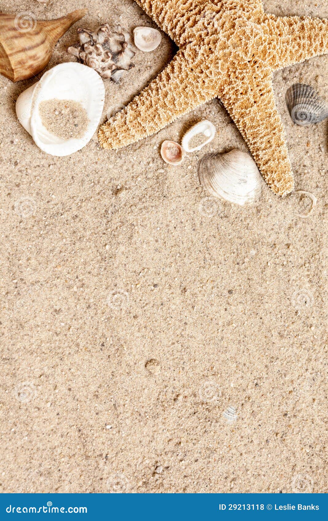 Starfish And Seashell Border Stock Photo - Image: 29213118