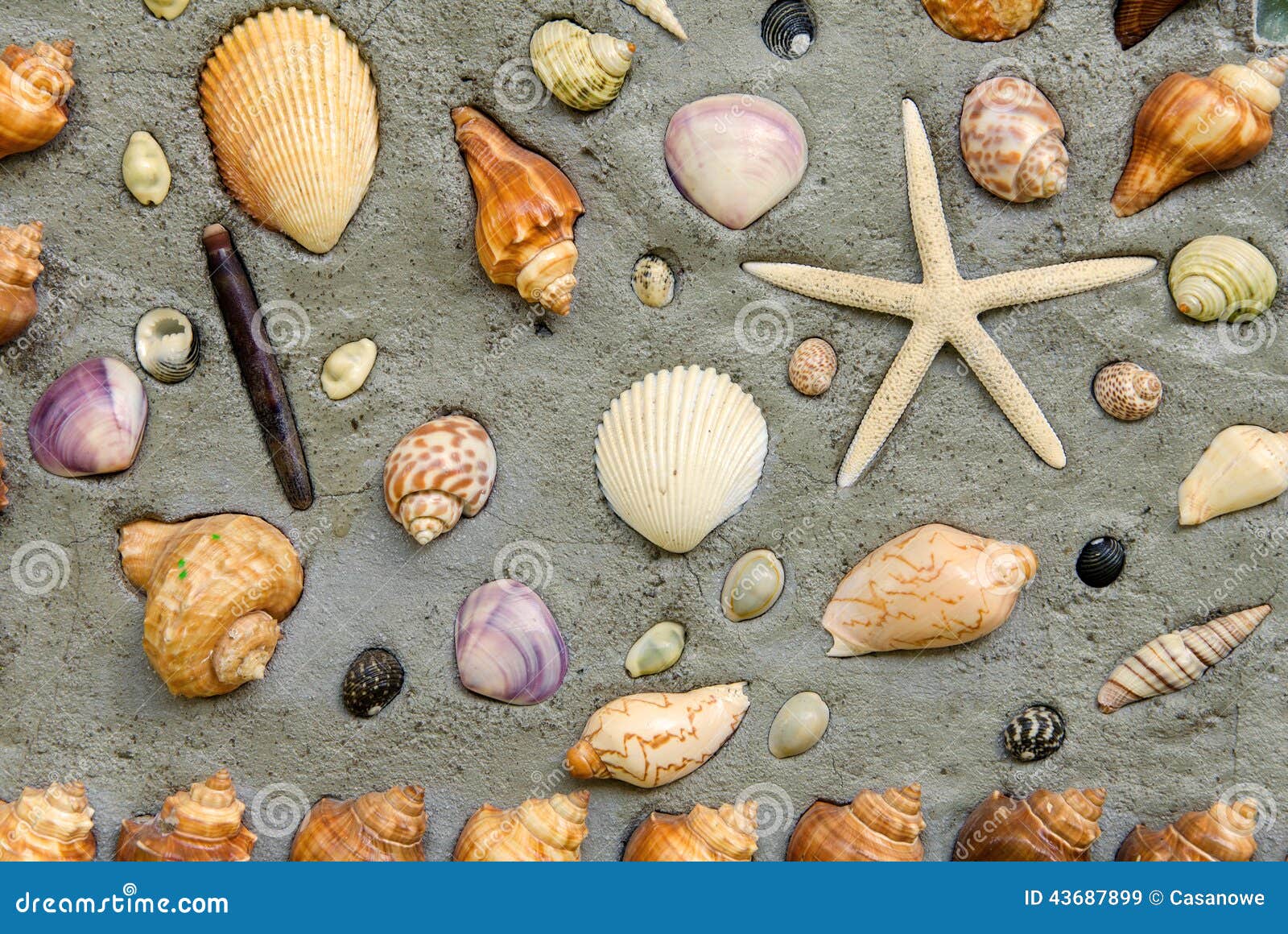 Starfish and Shells To Decorate on Cement Wall Stock Image - Image of  shellfish, nature: 43687899