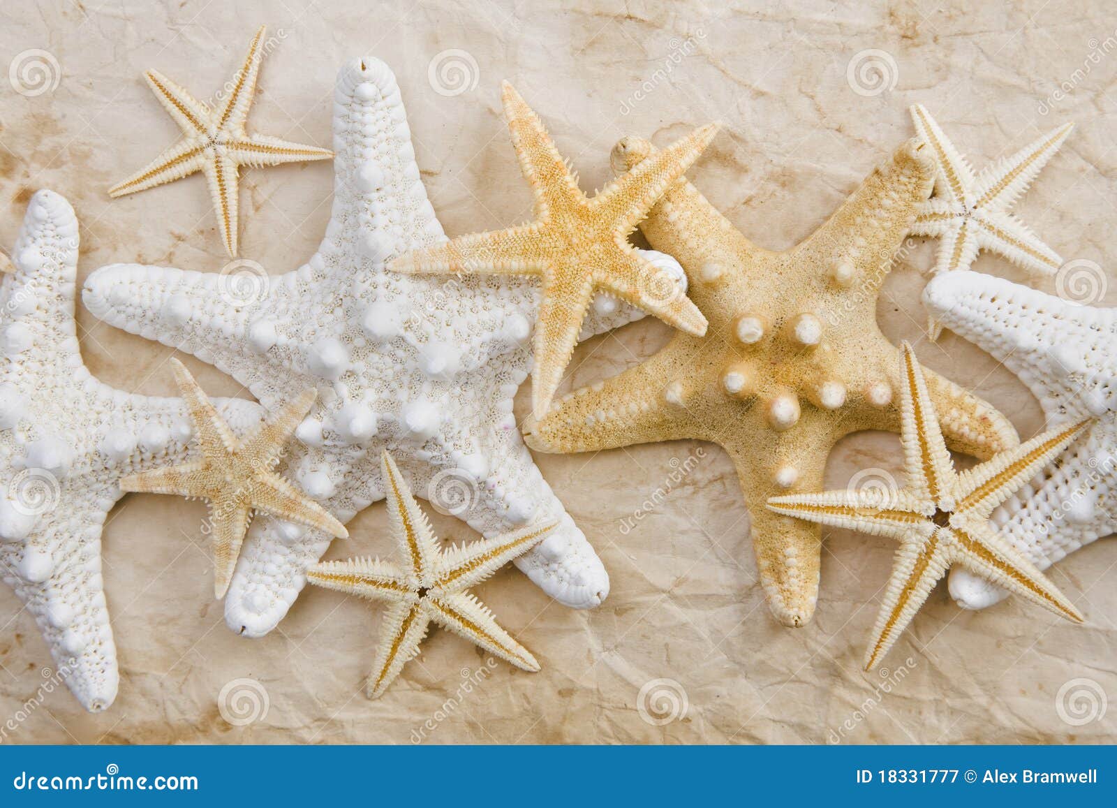 Essay on starfish