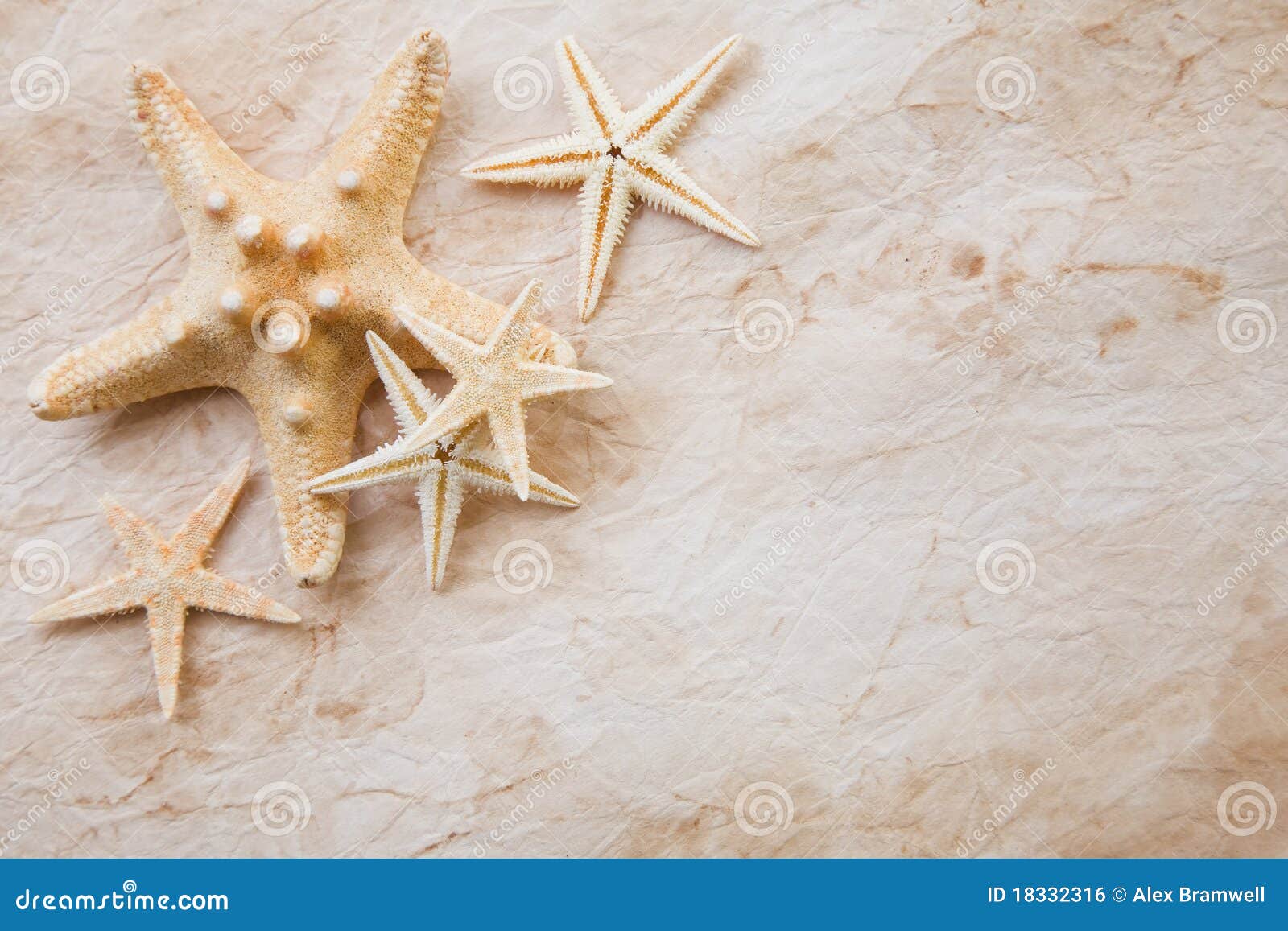 Essay on starfish