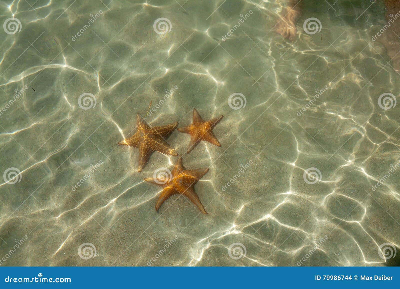 starfish at the starfishbeach bocas del toro