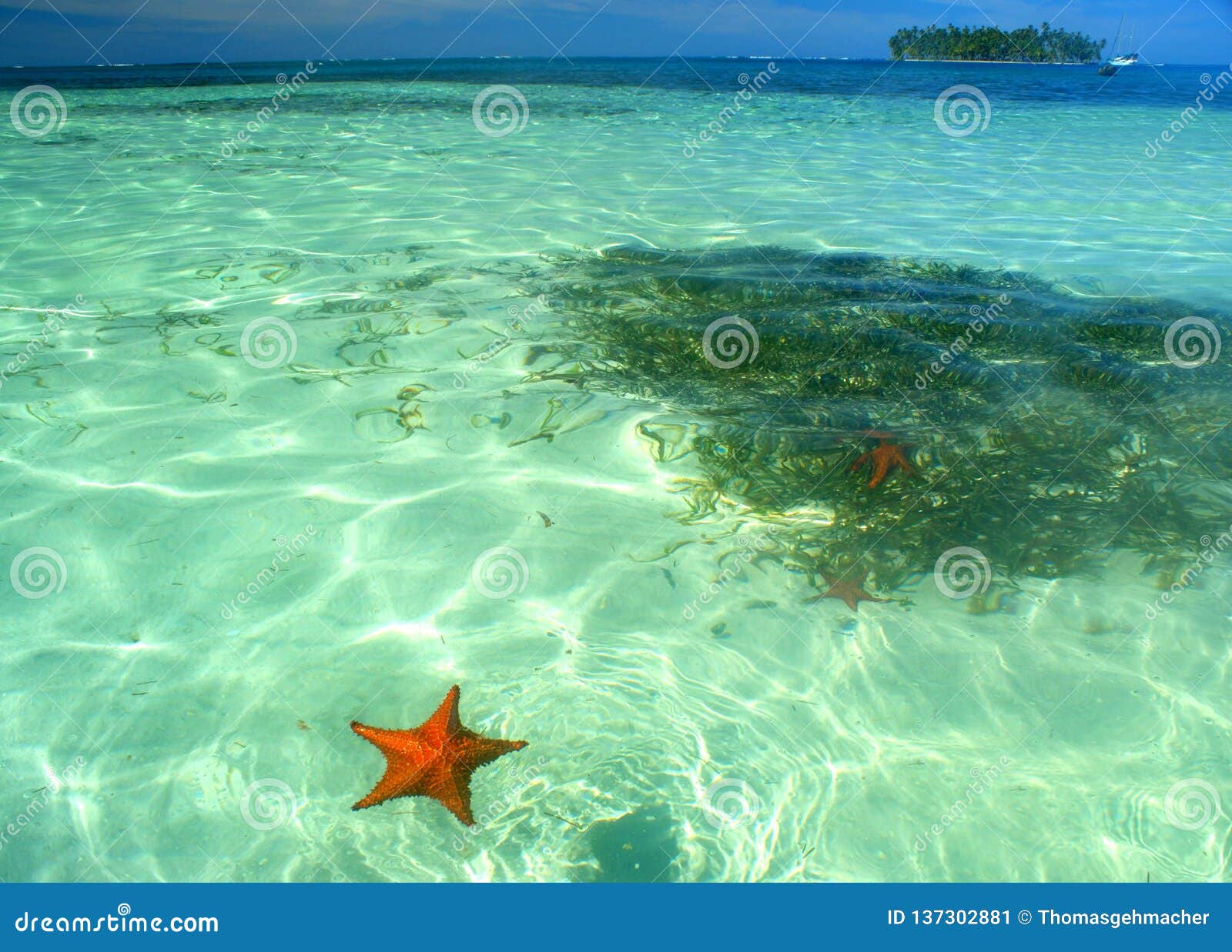 starfish swimming in shallow turquoise waters of san blas archipelato
