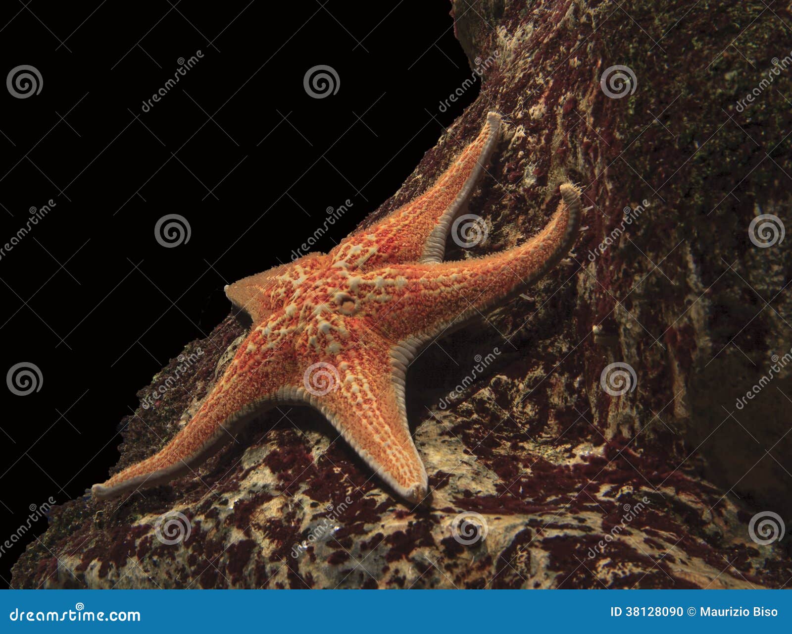 102,274 Starfish Stock Photos - Free & Royalty-Free Stock Photos from  Dreamstime