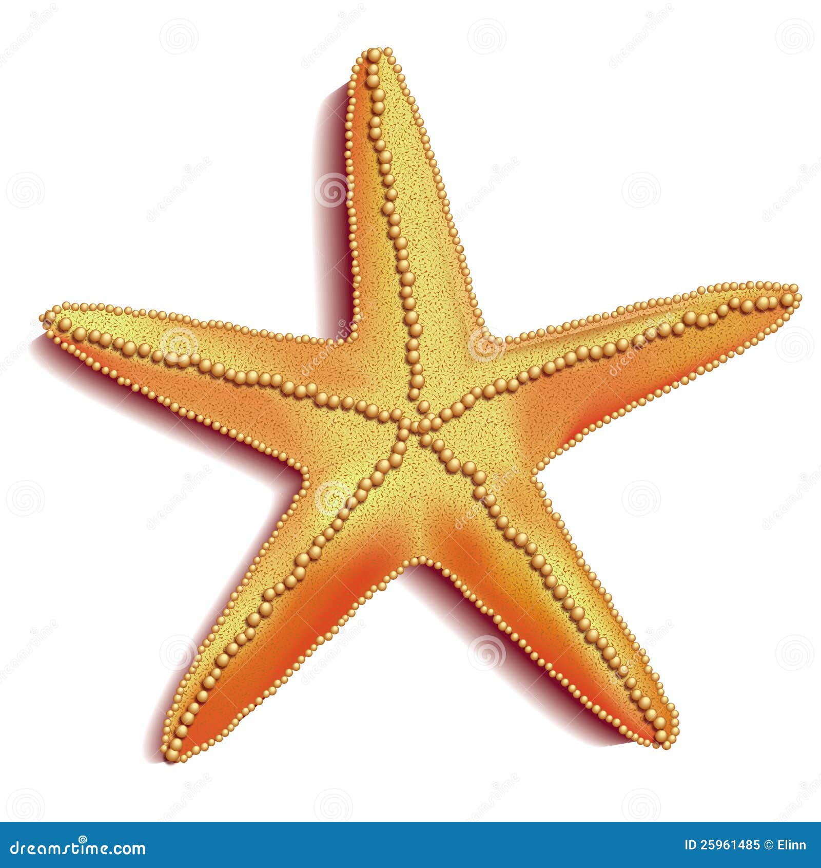 Download Starfish Vector stock illustration. Image of nature ...