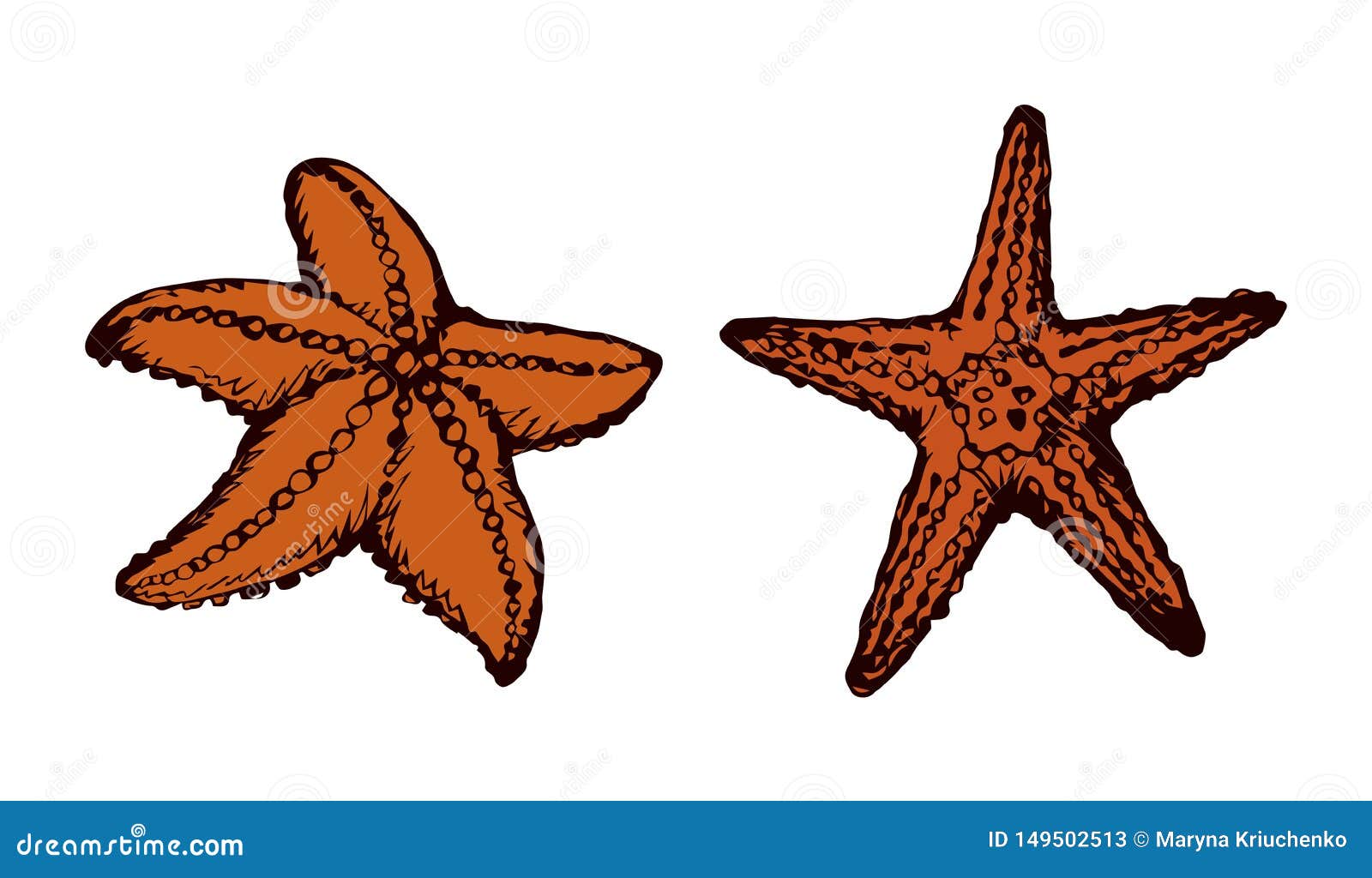 How easy to draw a starfish step by step drawings