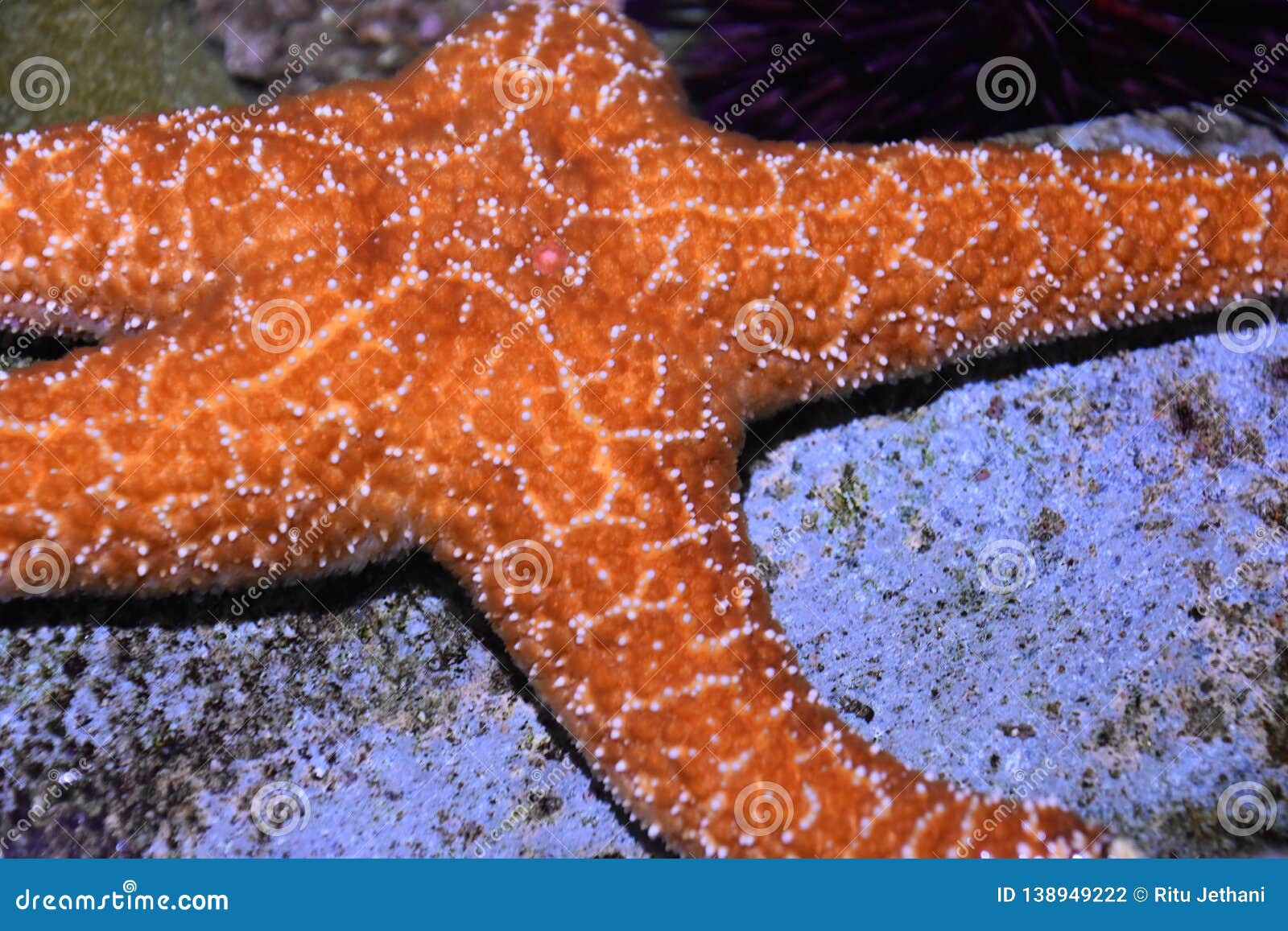 Starfish in Water stock photo. Image of nature, quintuple 138949222