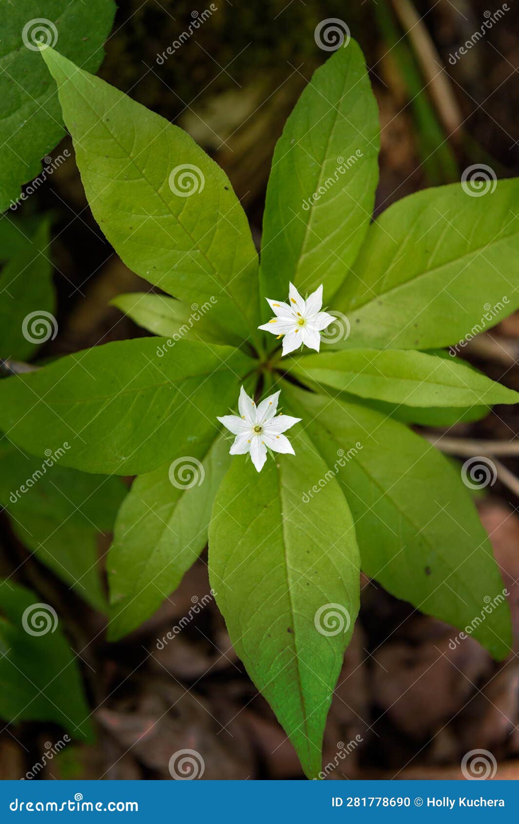 starflower (lysimachia borealis