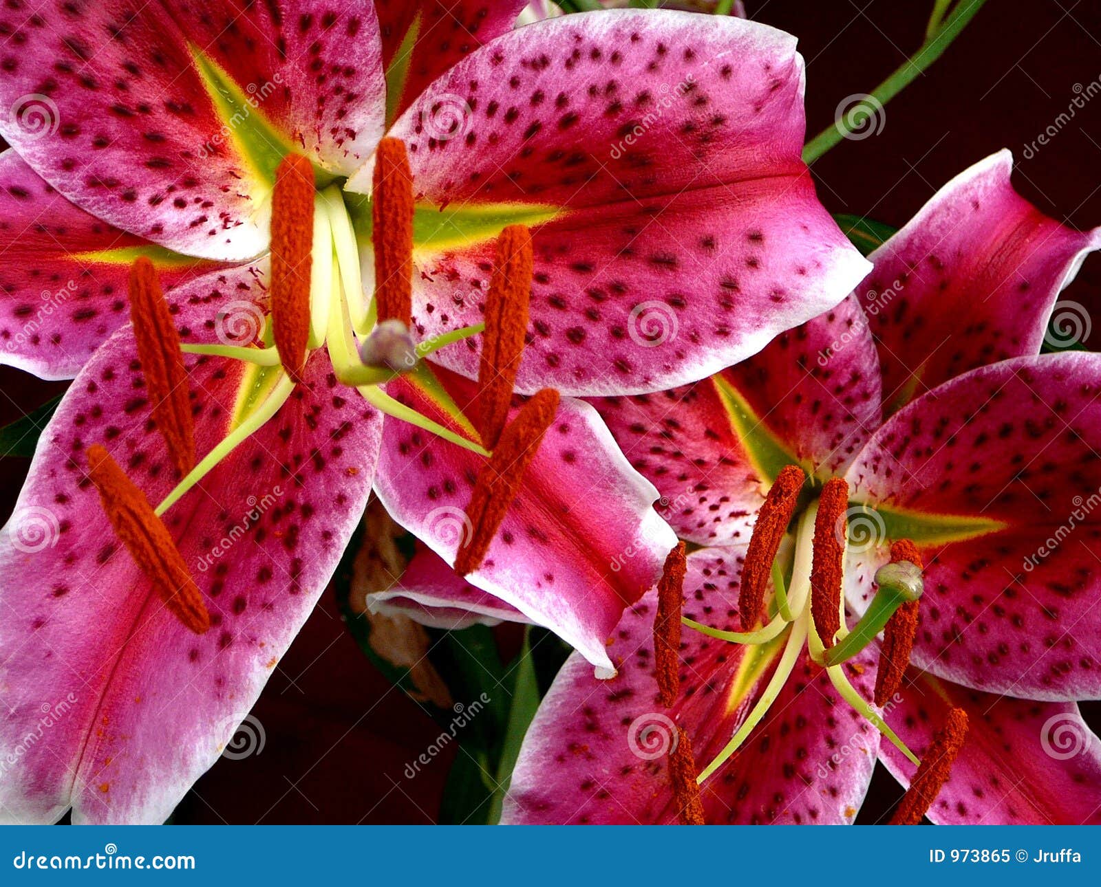 stargazer lilies