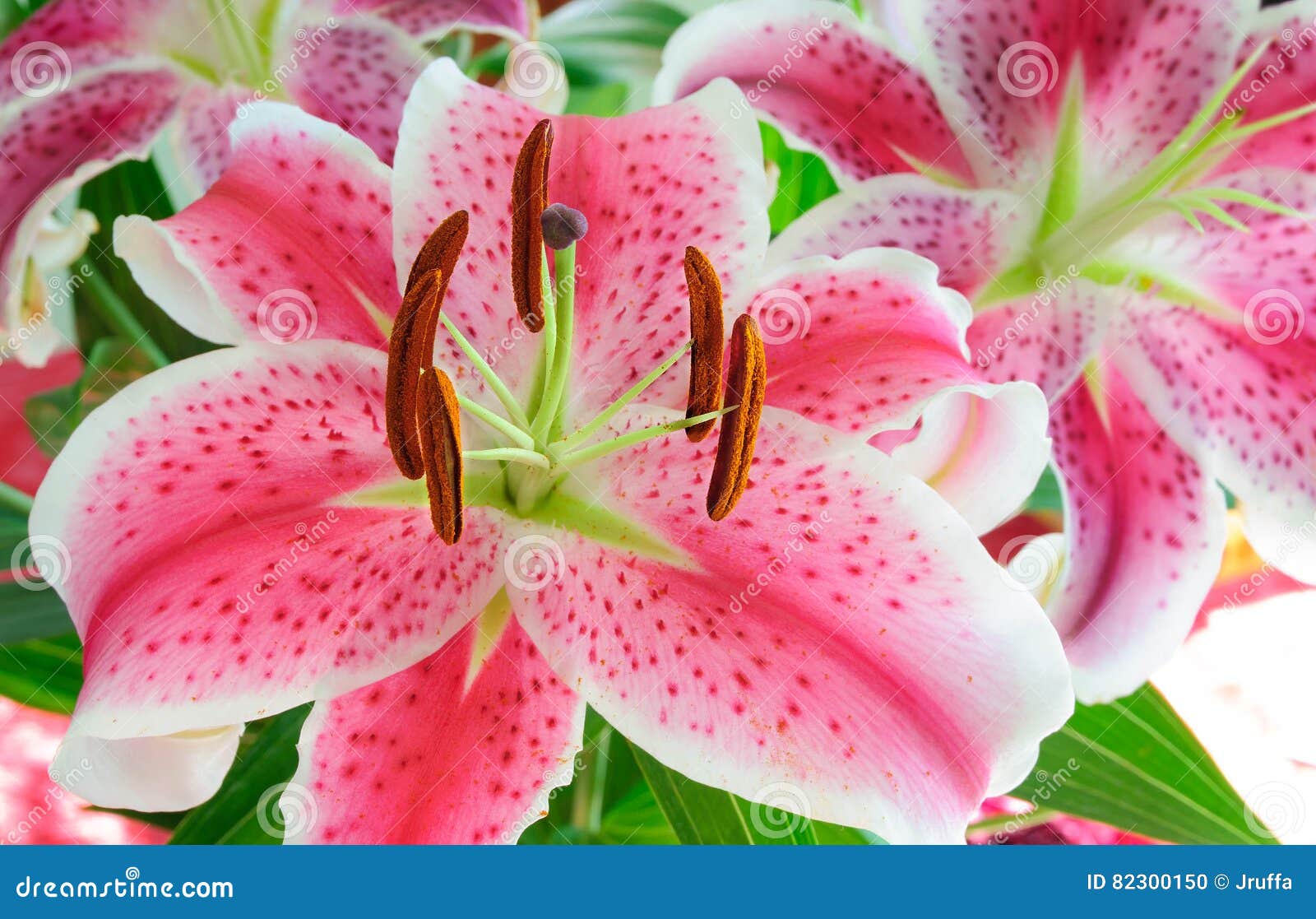 Stargazer lilies stock photo. Image of macro, florist 82300150