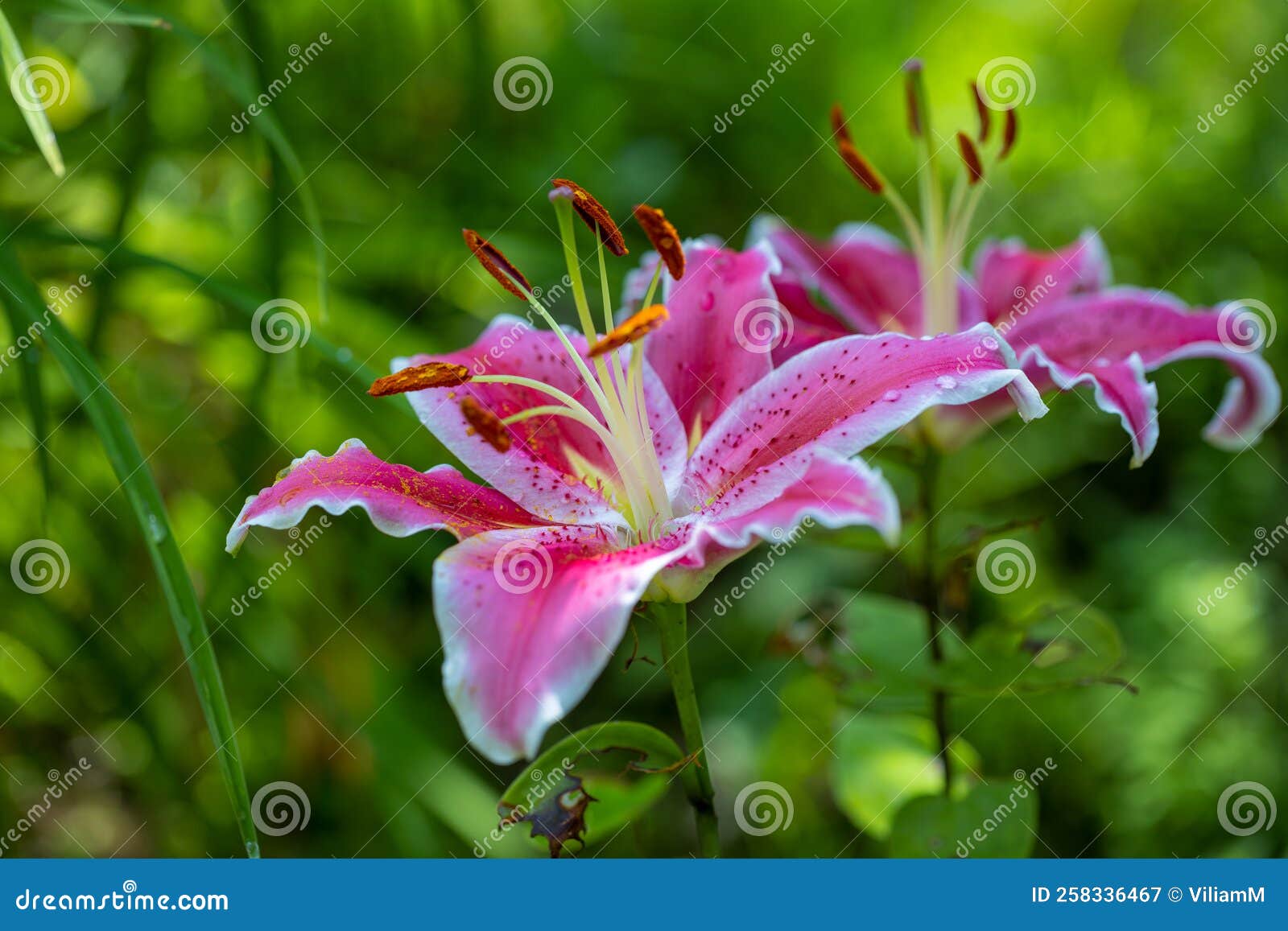 Stargazer Lily Flower in Close Up View with Blurred Background Stock ...