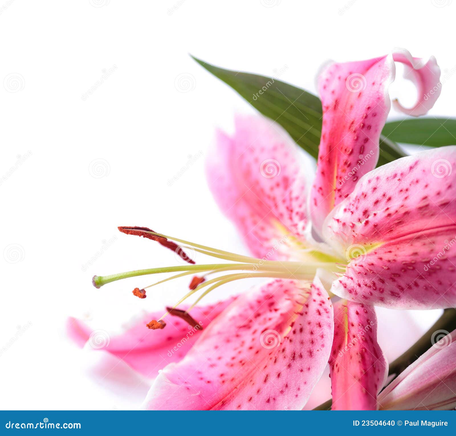 Stargazer lily pics