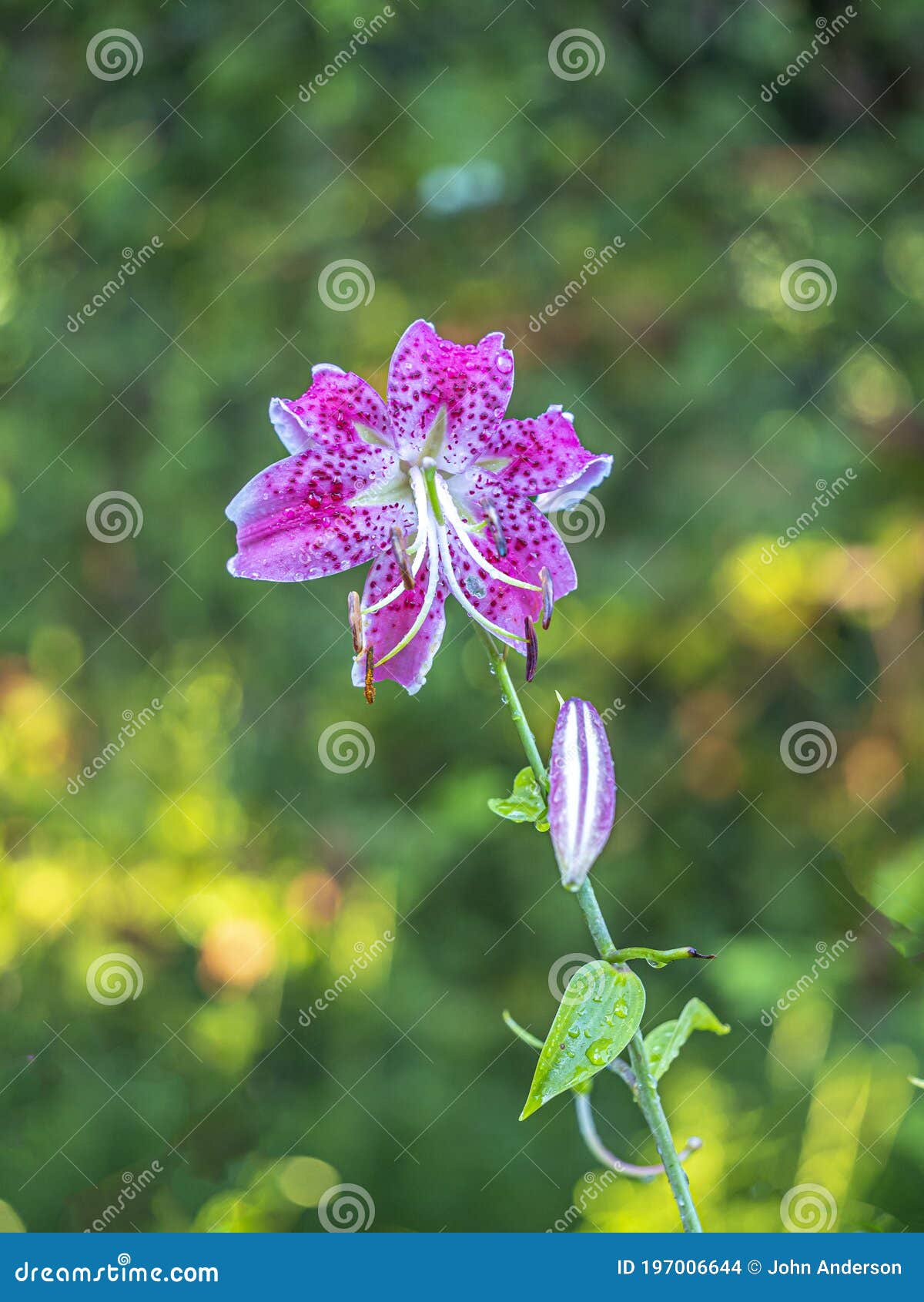 Stargazer lily stock photo. Image of bloom, lillium 197006644