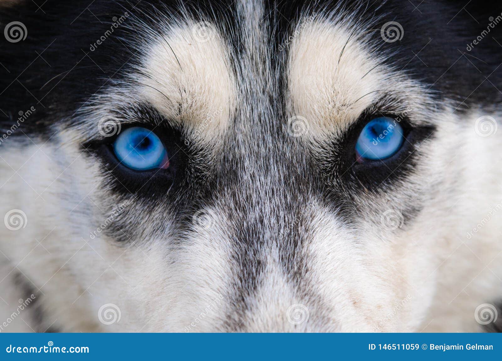 6,626 Wolf Blue Eyes Stock Photos - Free & Royalty-Free Stock Photos From  Dreamstime