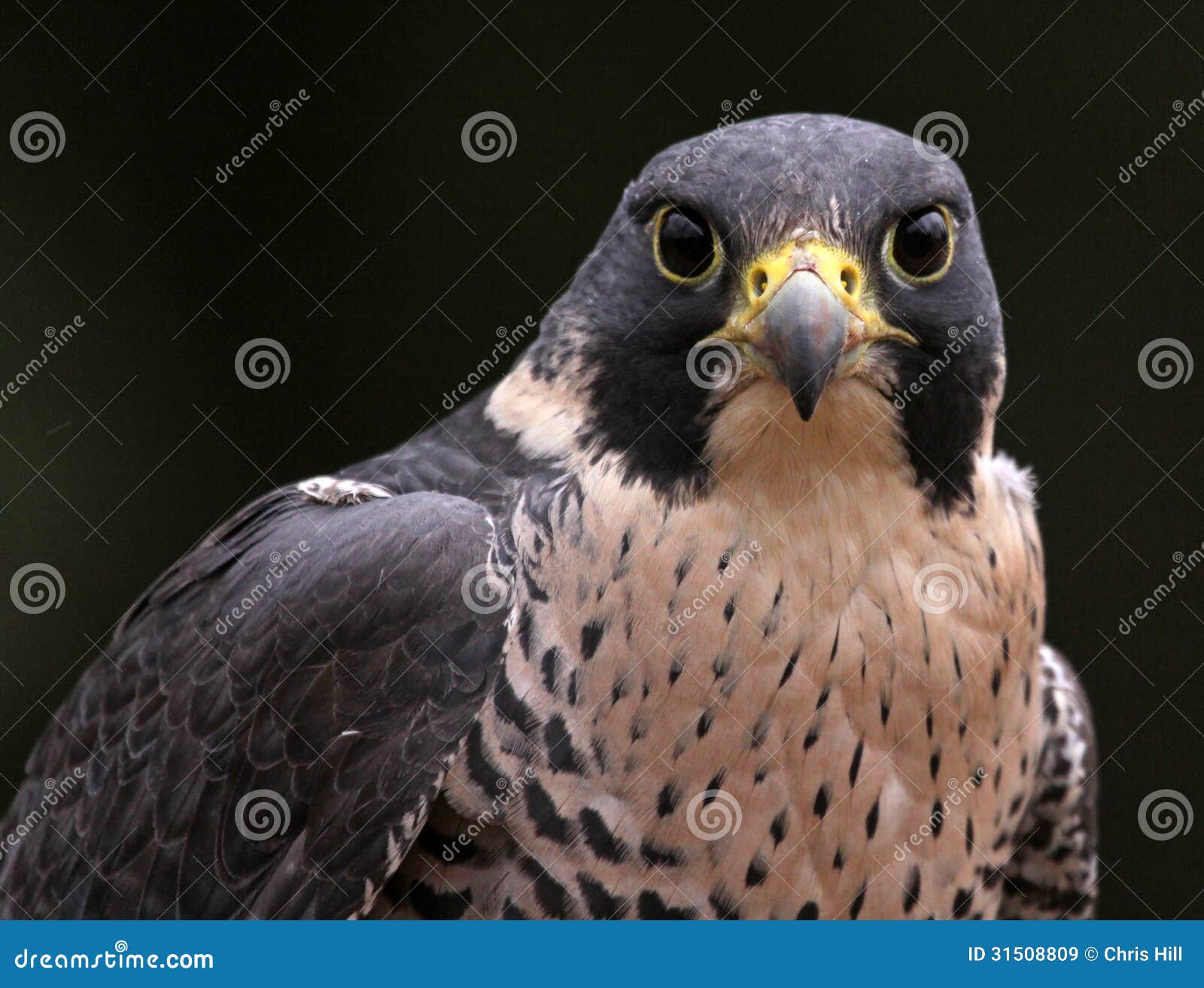 staring peregrine falcon