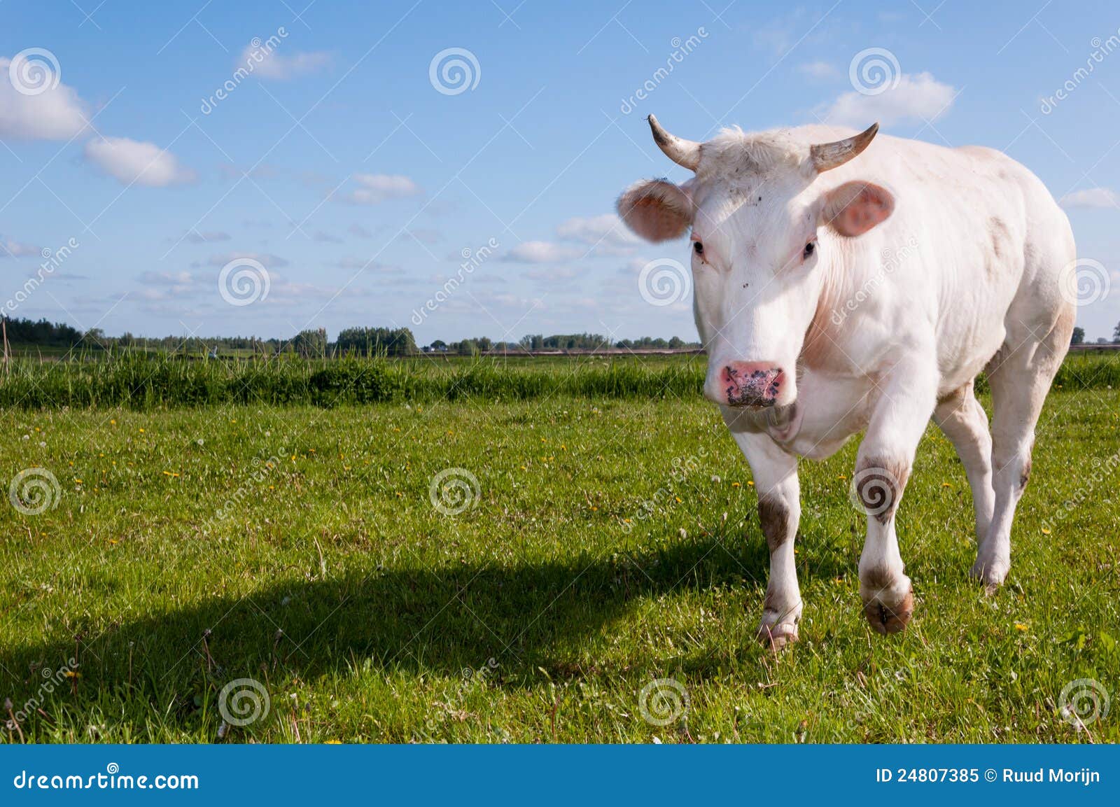 Staring White Cow with Horns Stock Image Image of grassland, head