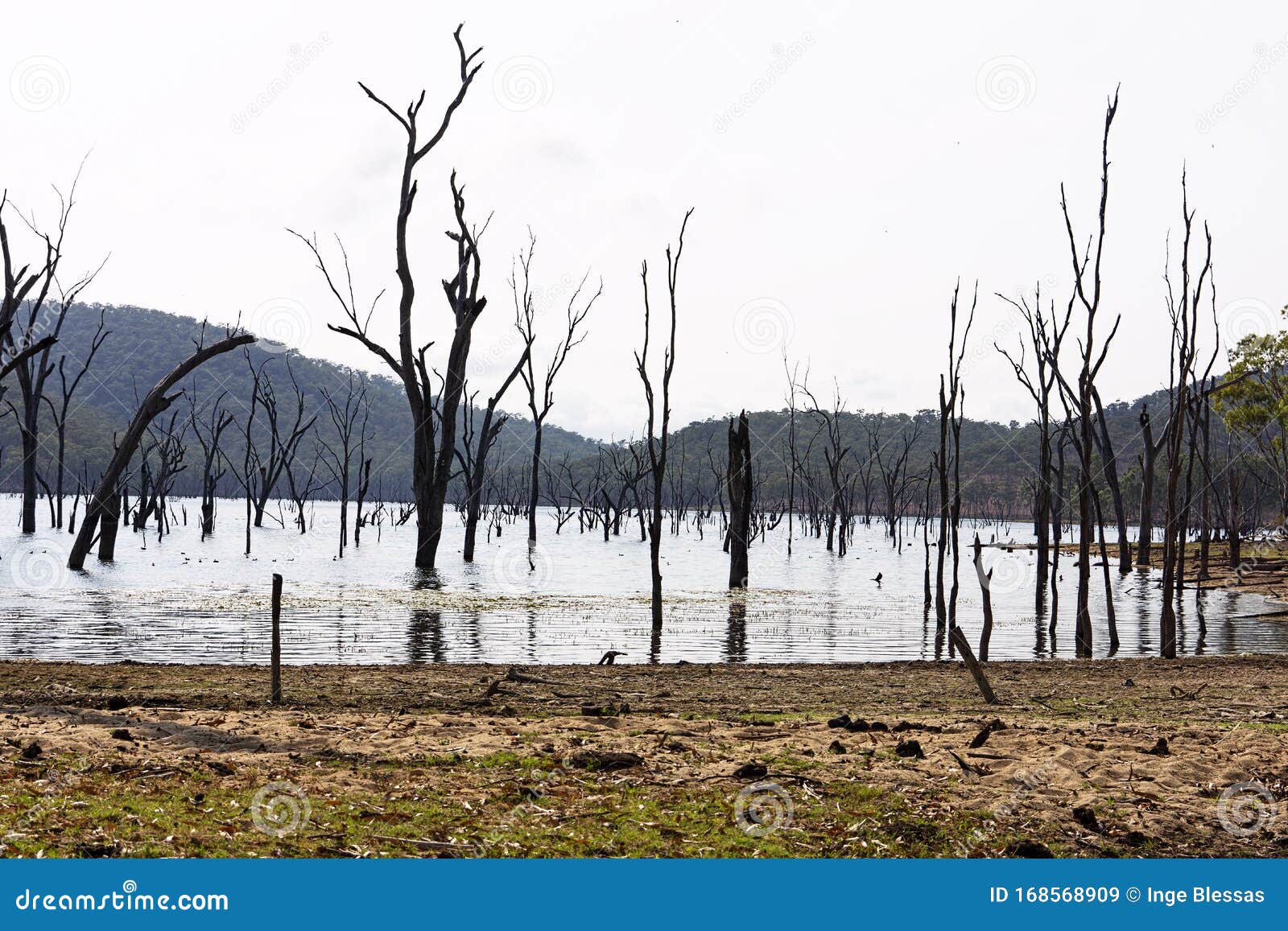 stark dead trees on eungella dam