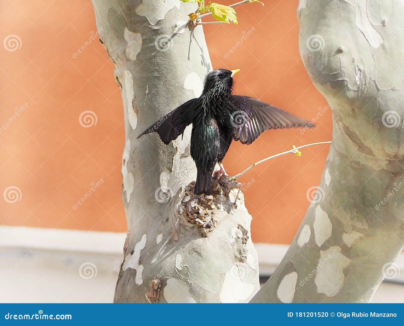 starling baby in barcelona city singing in the tree