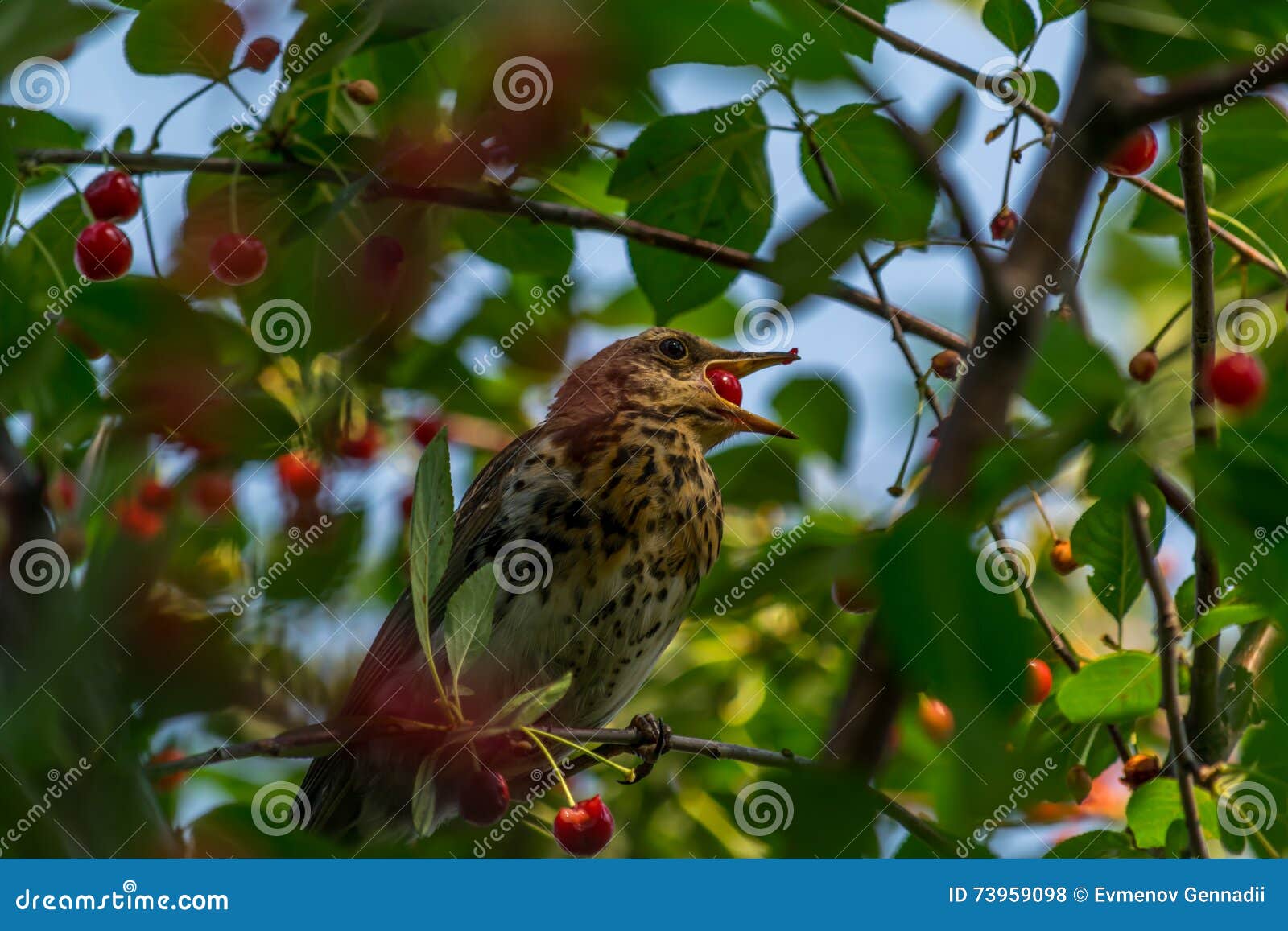 Starling eating cherries, stock photo. Image of trees 73959098