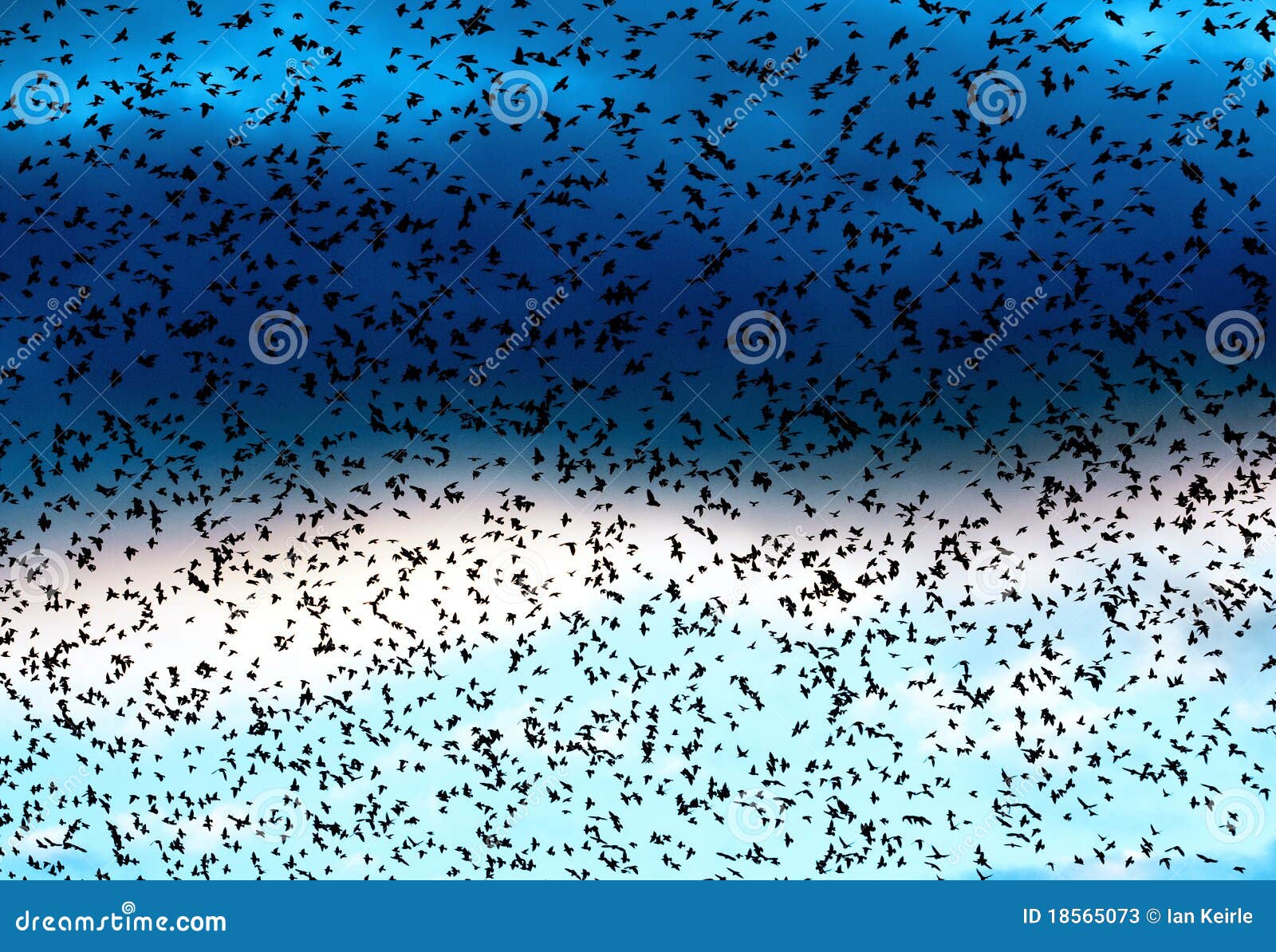starling flock