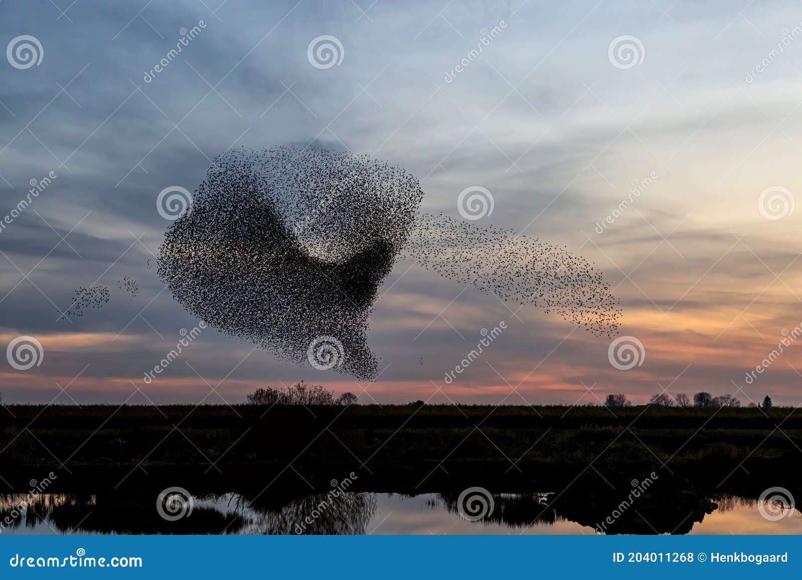 starling murmuration at sunset in the netherlands