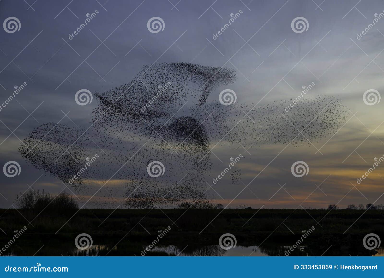 starling murmurations at sunset