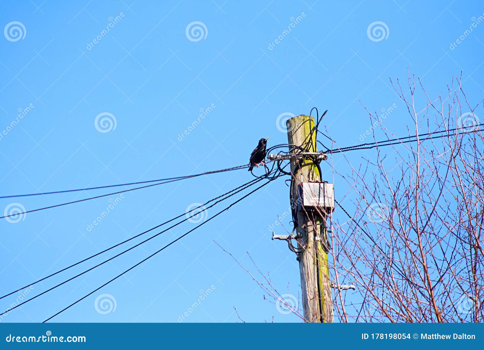 A Starling Sat on a Telephone Wire. Stock Photo Image of garden, pole