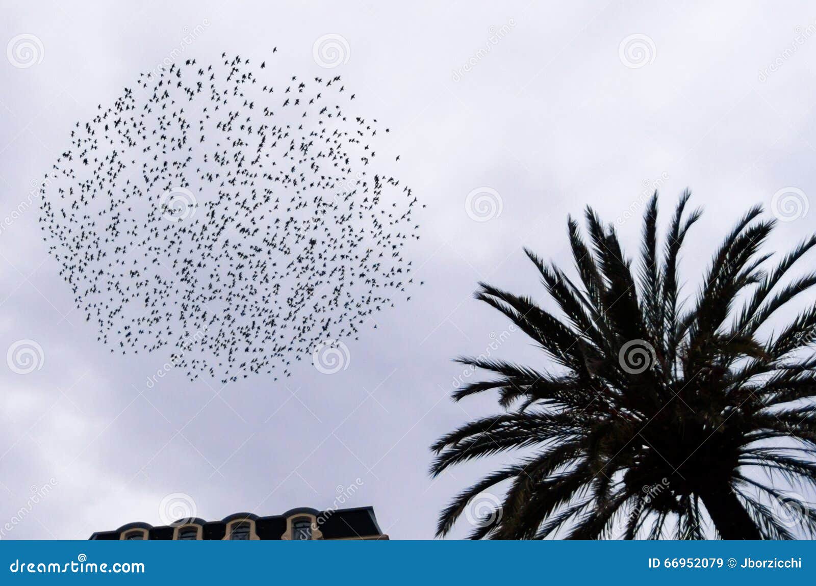 Starling in urban context. Starling (Sturnus vulgaris) flock in flight at dusk to winter roost.