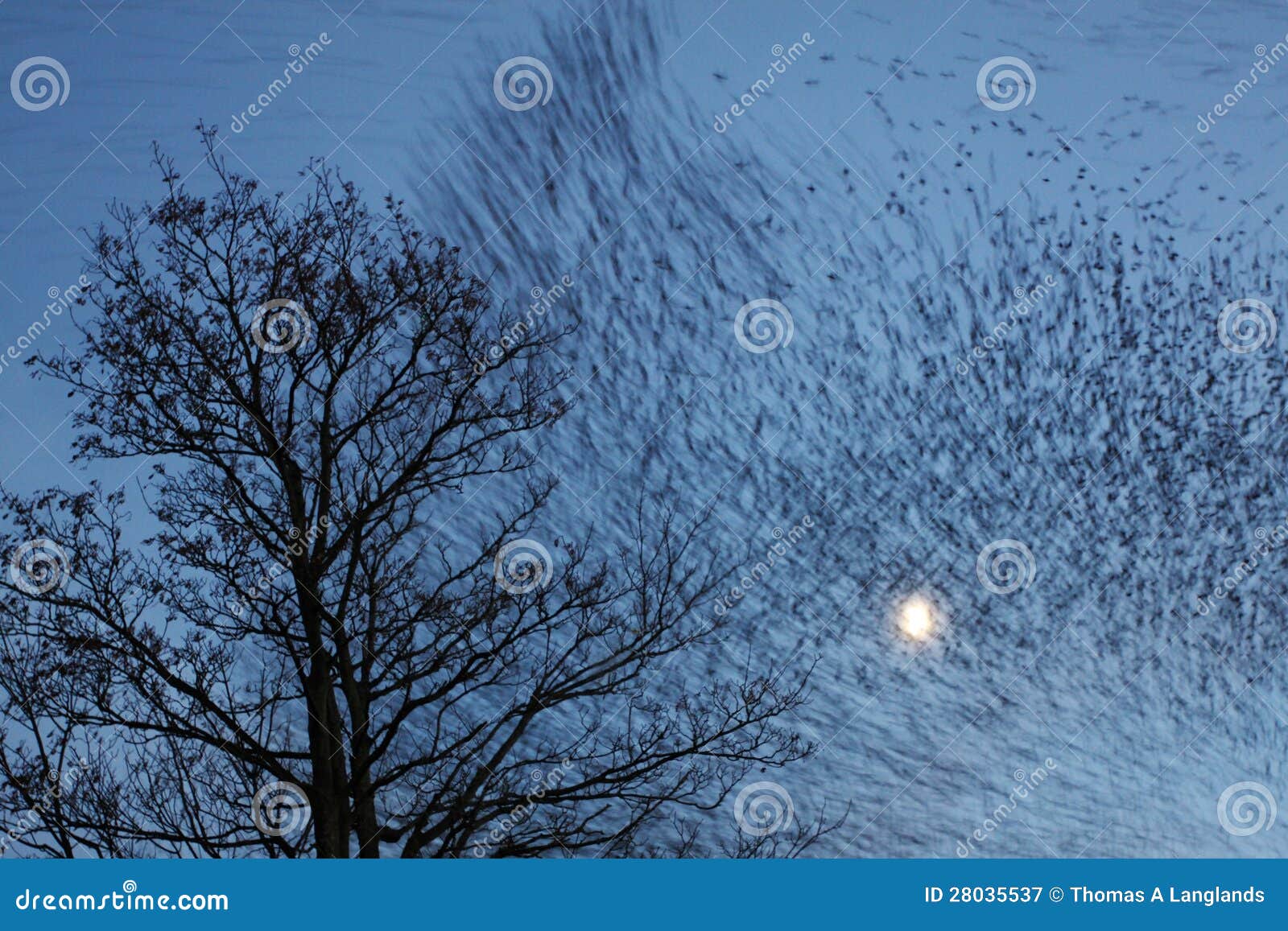 starlings across the moon