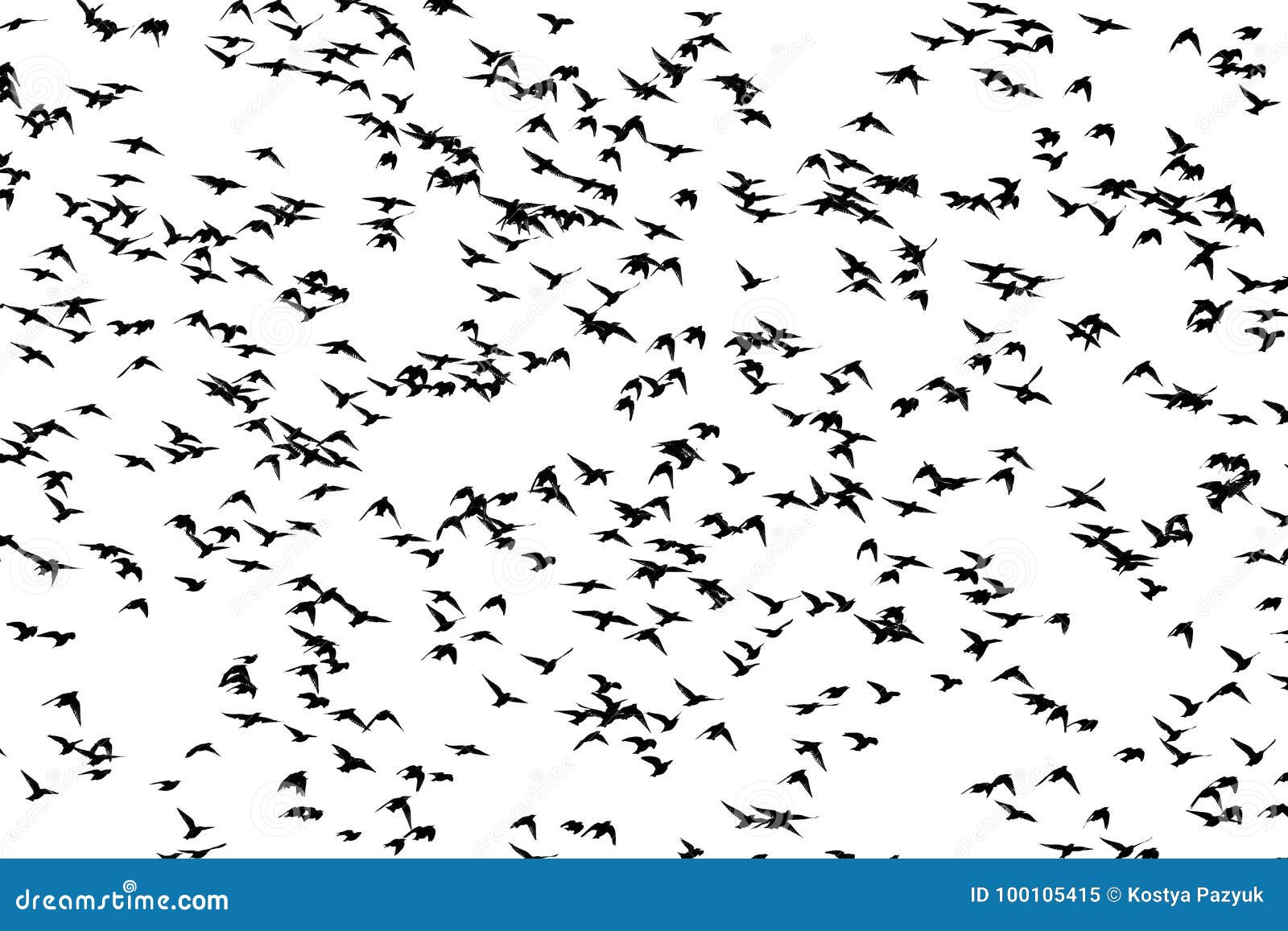 Starlings Fly on a White Background Stock Image - Image of beauty ...