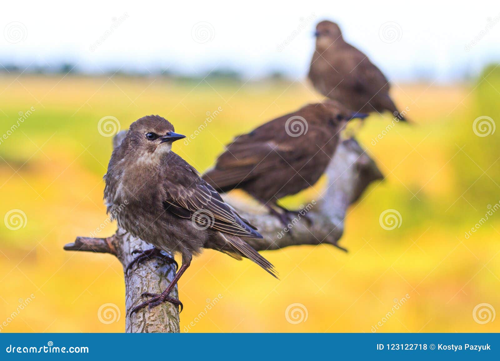 starlings sitting on a branch with patterns