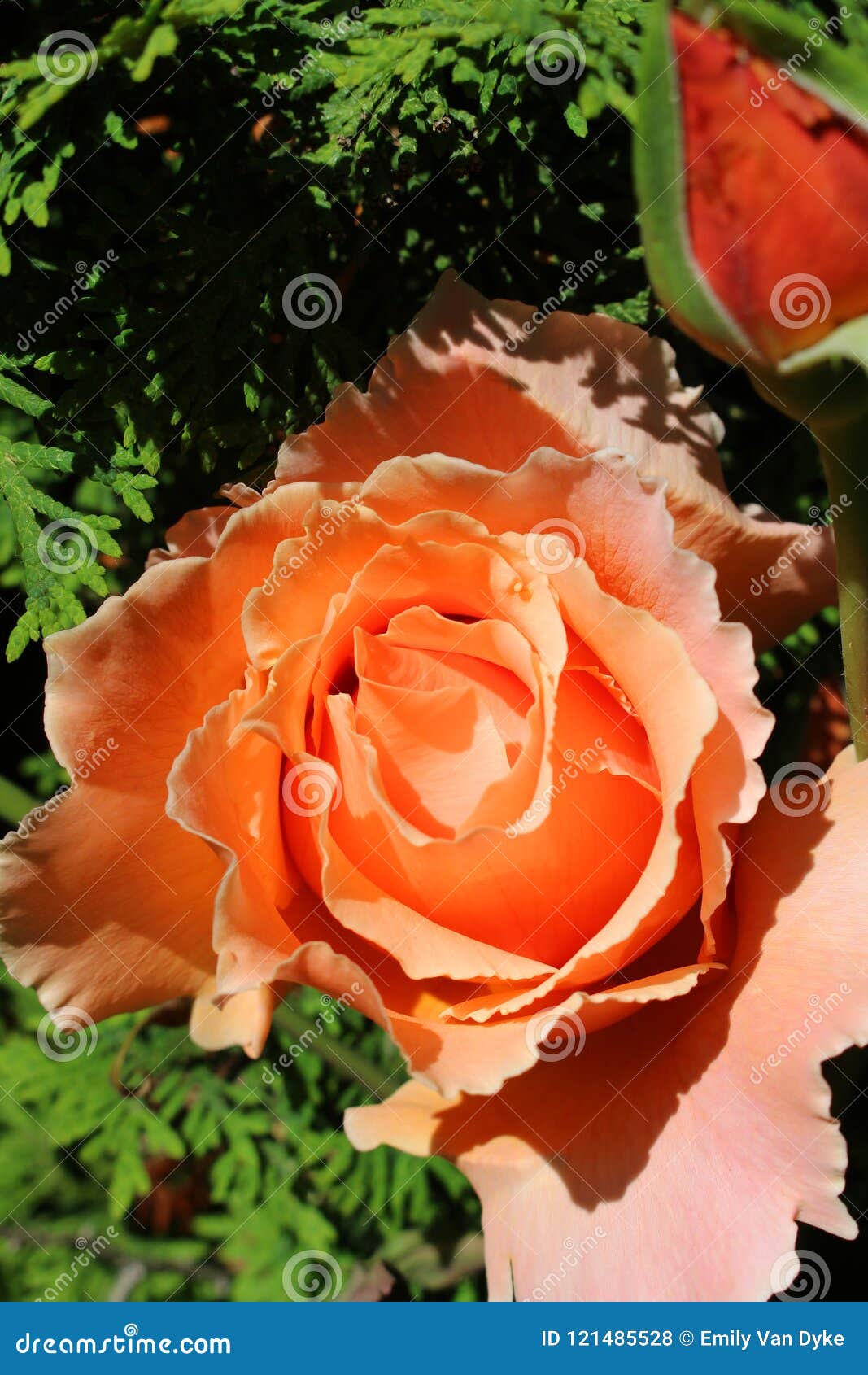 Apricot Roses Stretching Toward The Sun Stock Photo Image Of