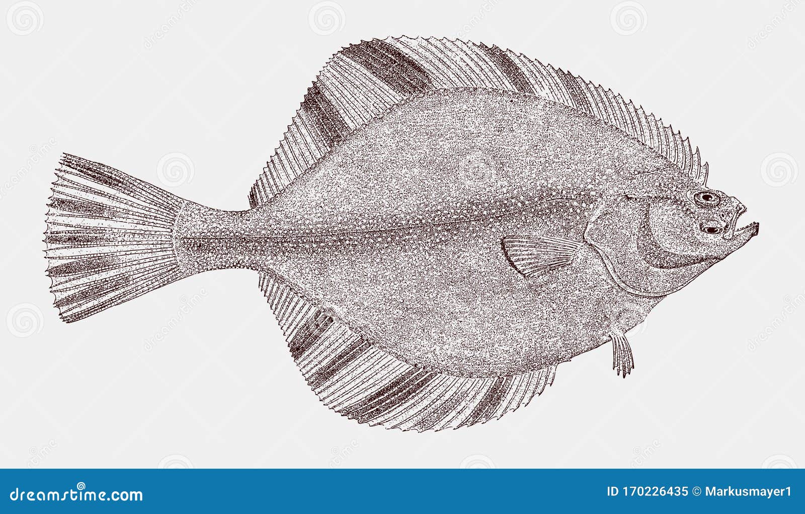 Starry Flounder, Platichthys Stellatus in Top View Stock Vector