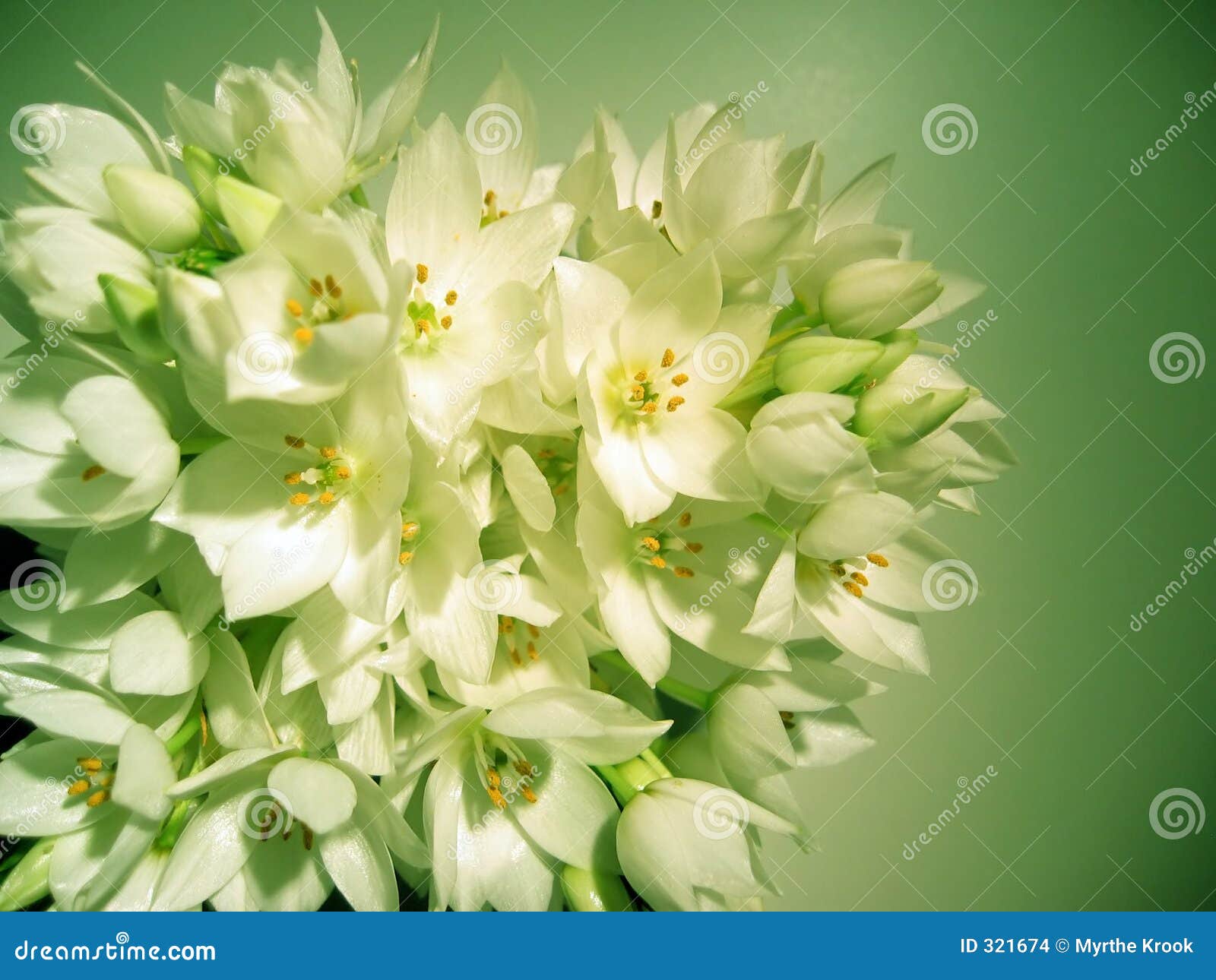 Stars of bethlehem.Stars of bethlehem stock photo. Image of bloom, romantic - 321674 - 웹