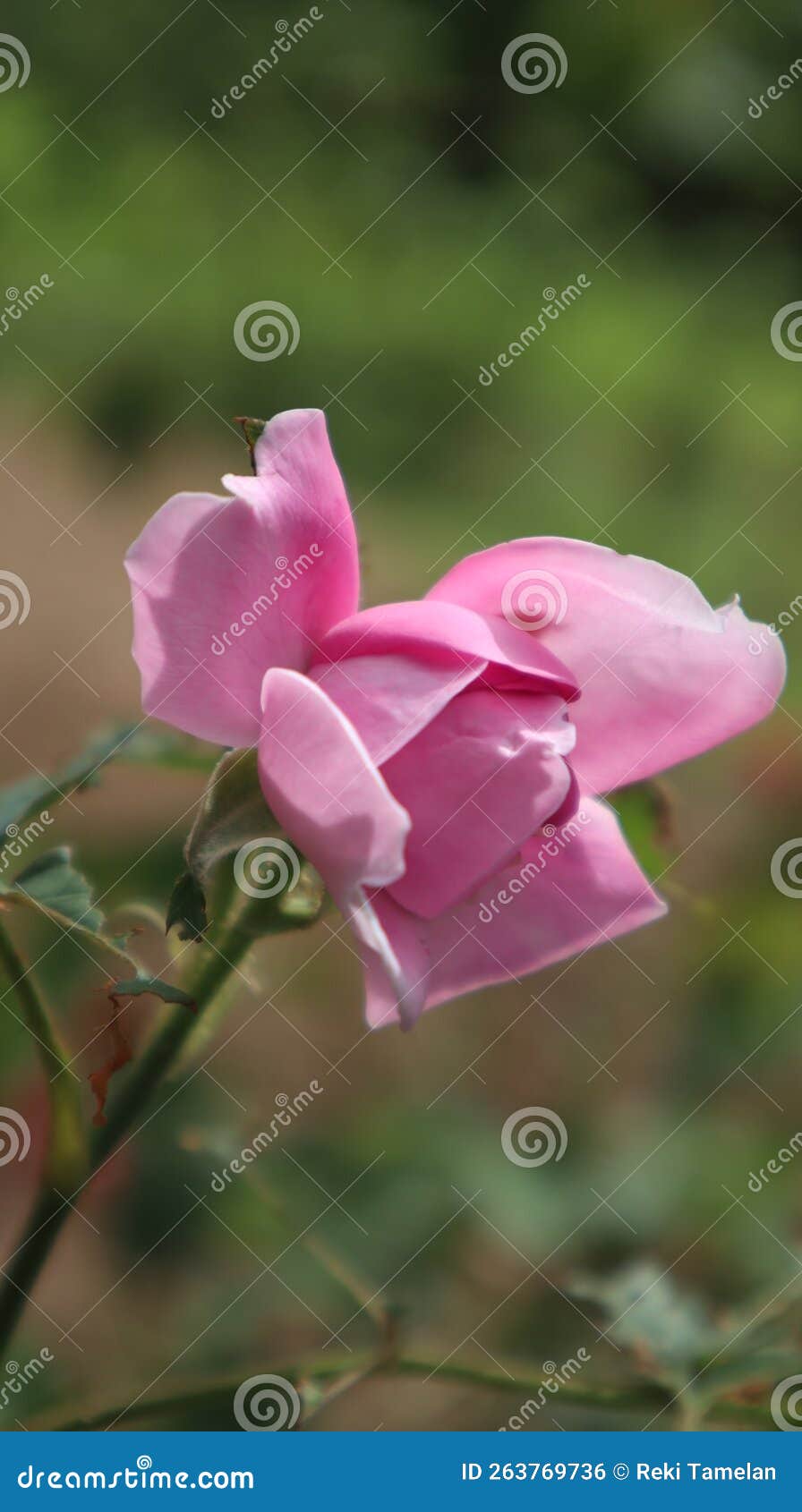 Start Bloom Roses stock photo. Image of shrub, pink 263769736