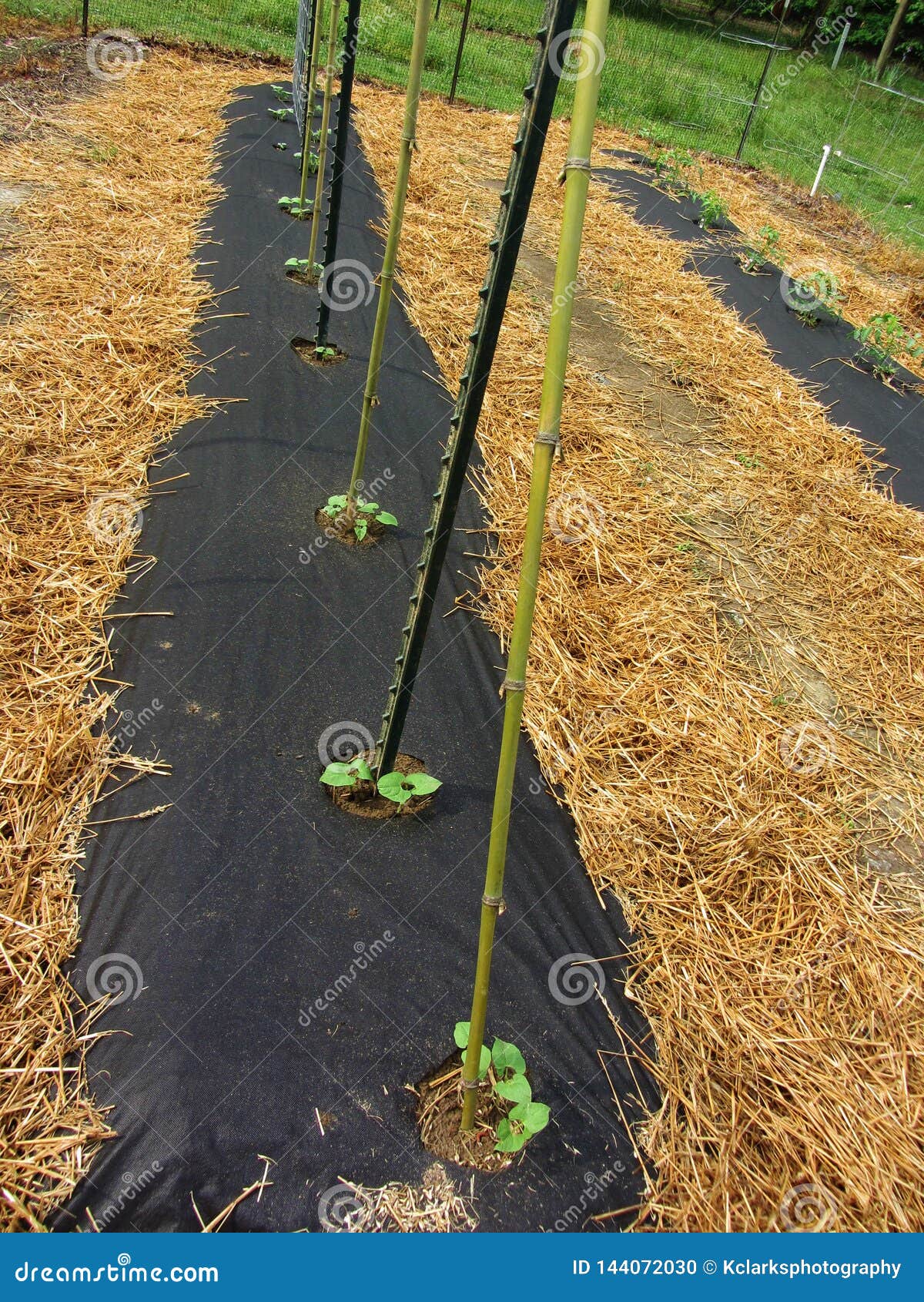 Garden Black Plastic And Pole Beans Stock Photo Image Of Green