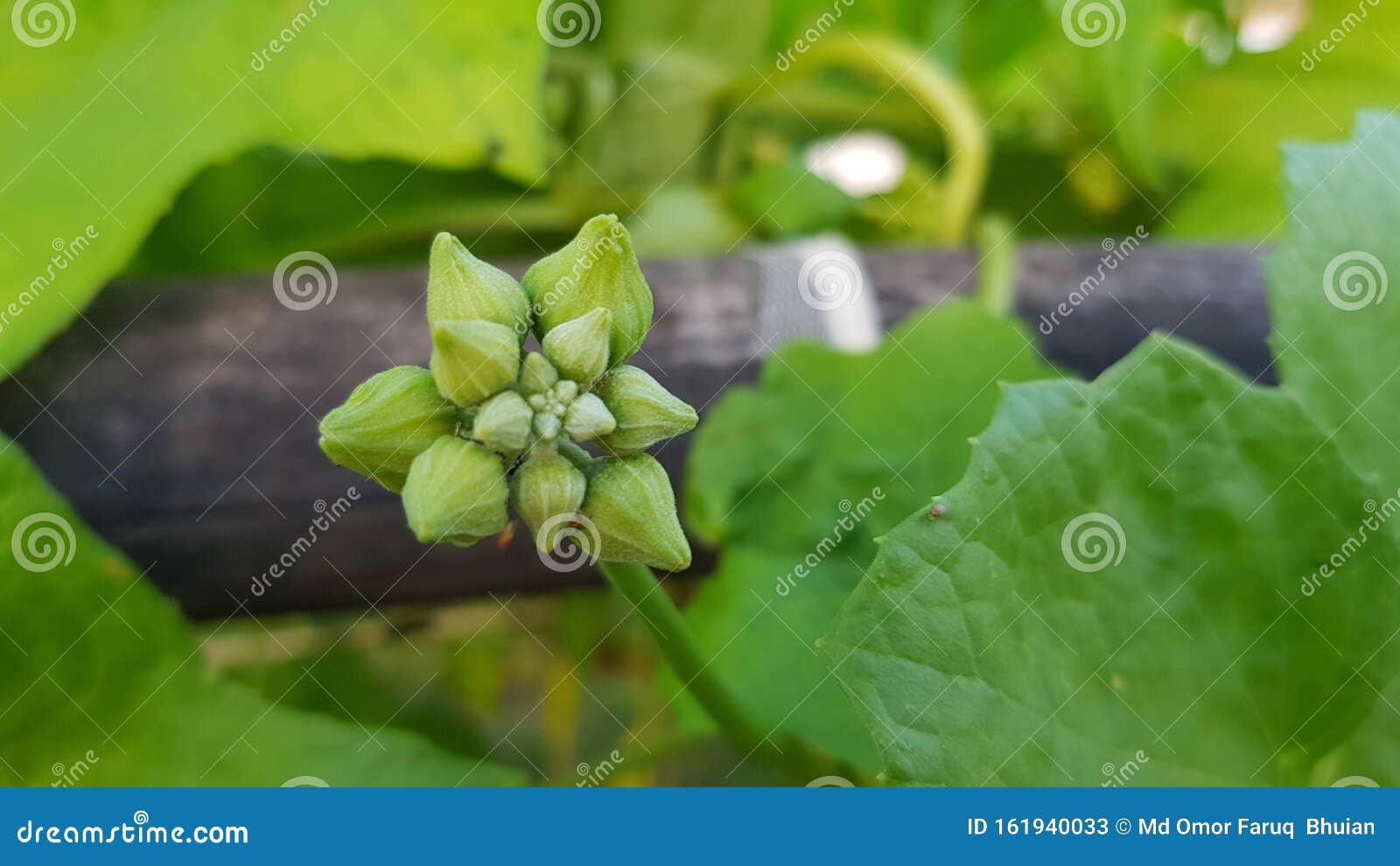 Starting stock image. Image of nature, starting, green 161940033