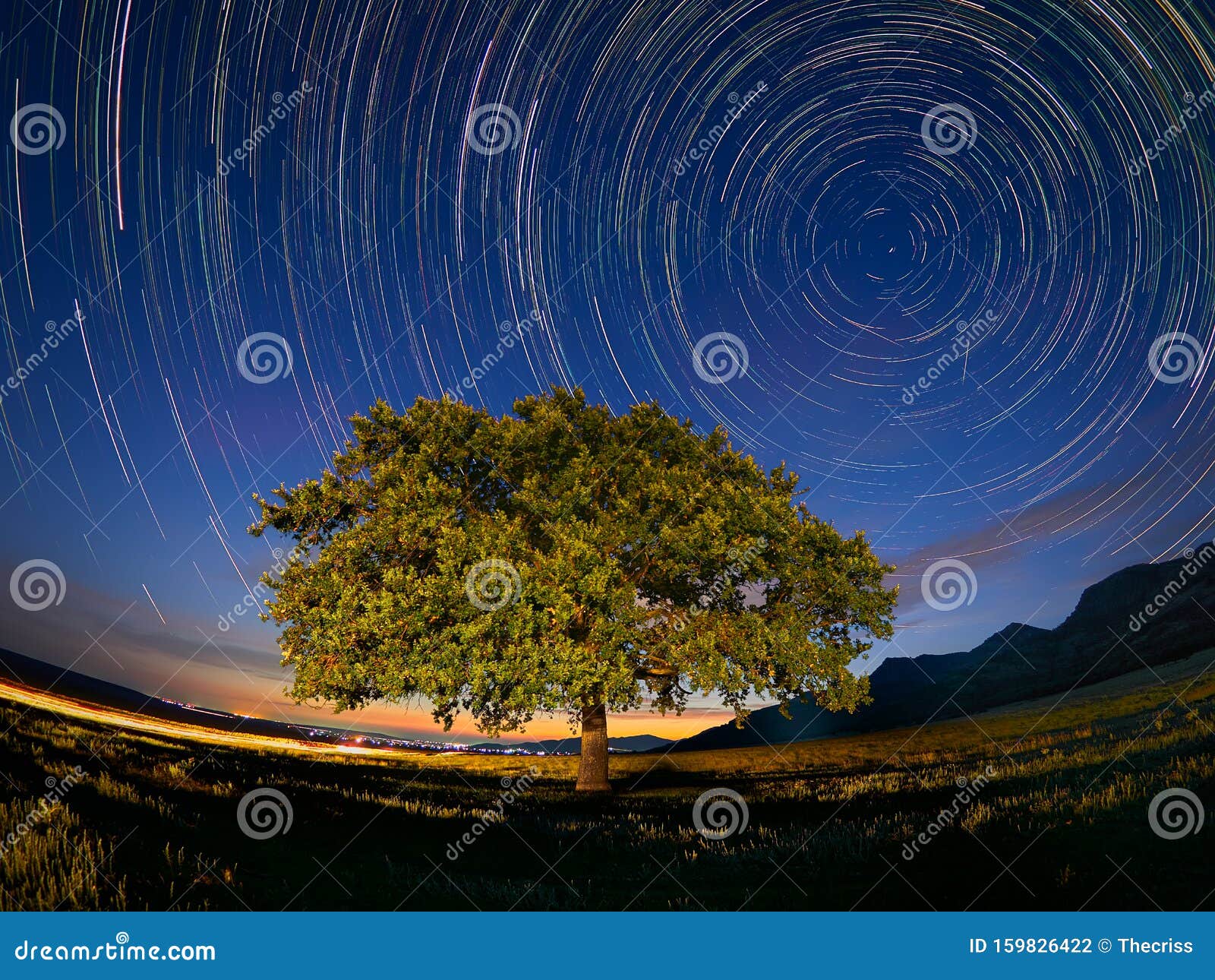 startrails over a lonely old oak tree in dobrogea, romania