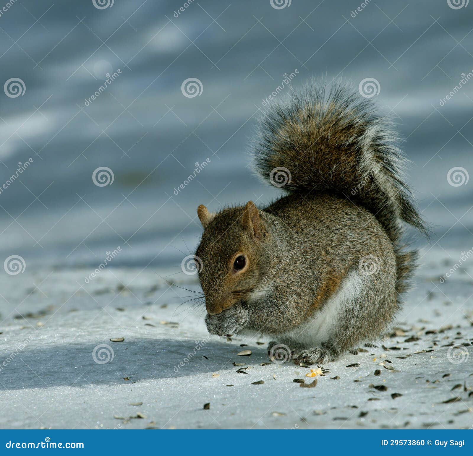 Starving squirrel stock photo. Image of whiskers, paws 29573860