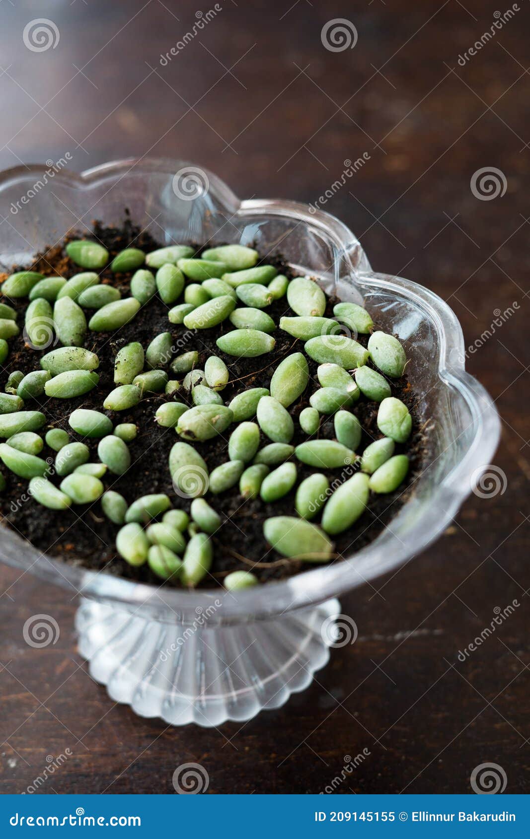 Station De Multiplication Succulente Avec Une Variété De Feuilles Et L'une  D'elles Déjà Avec Quelques Racines Image stock - Image du frais, fleur:  209145155