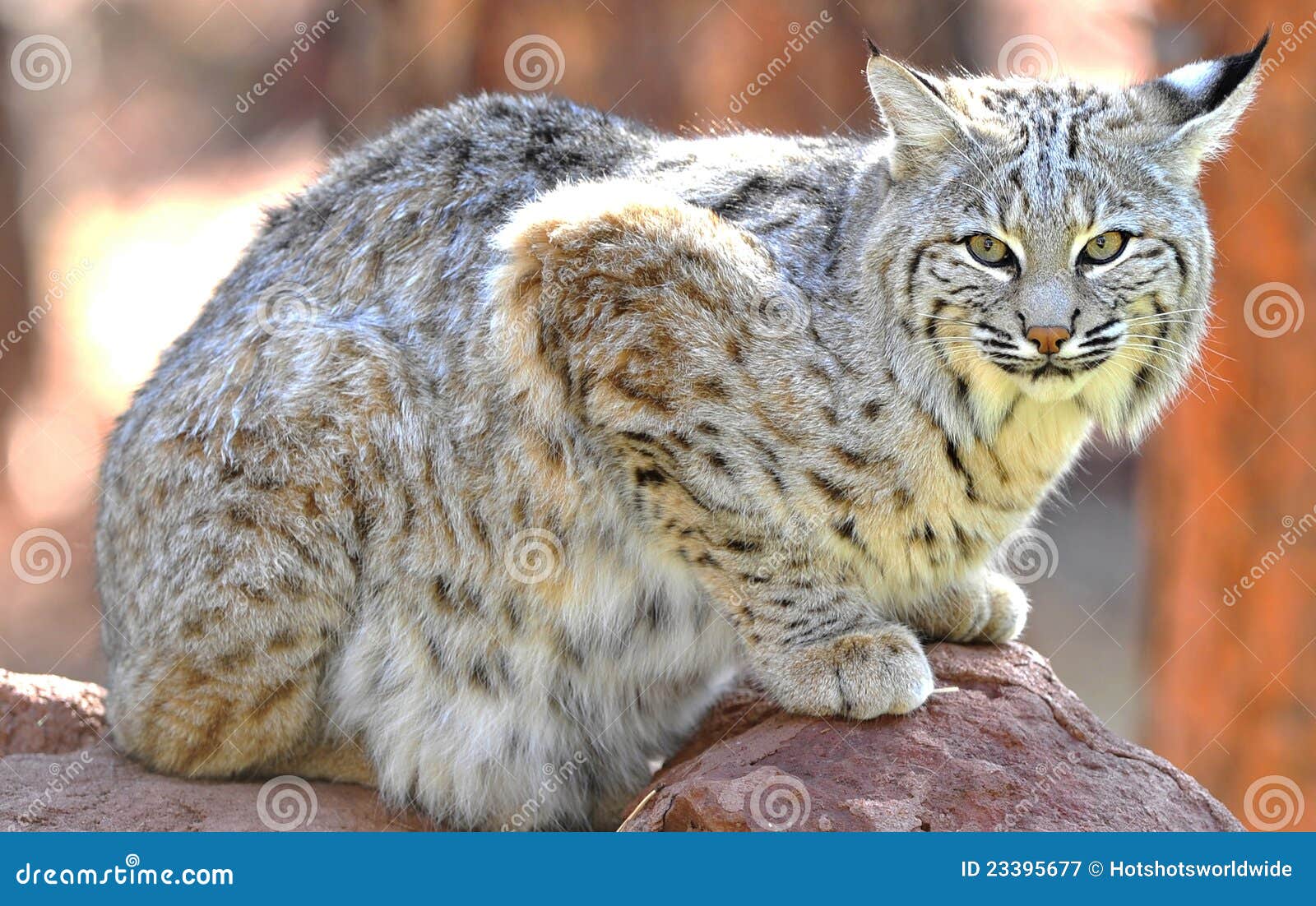 Stationnement National De Yellowstone De Chat Sauvage Nord Americain Idaho Image Stock Image Du Montagnes Outside Stationnement National De Yellowstone De Chat Sauvage Nord Americain Idaho Image Stock Image Du Montagnes Outside