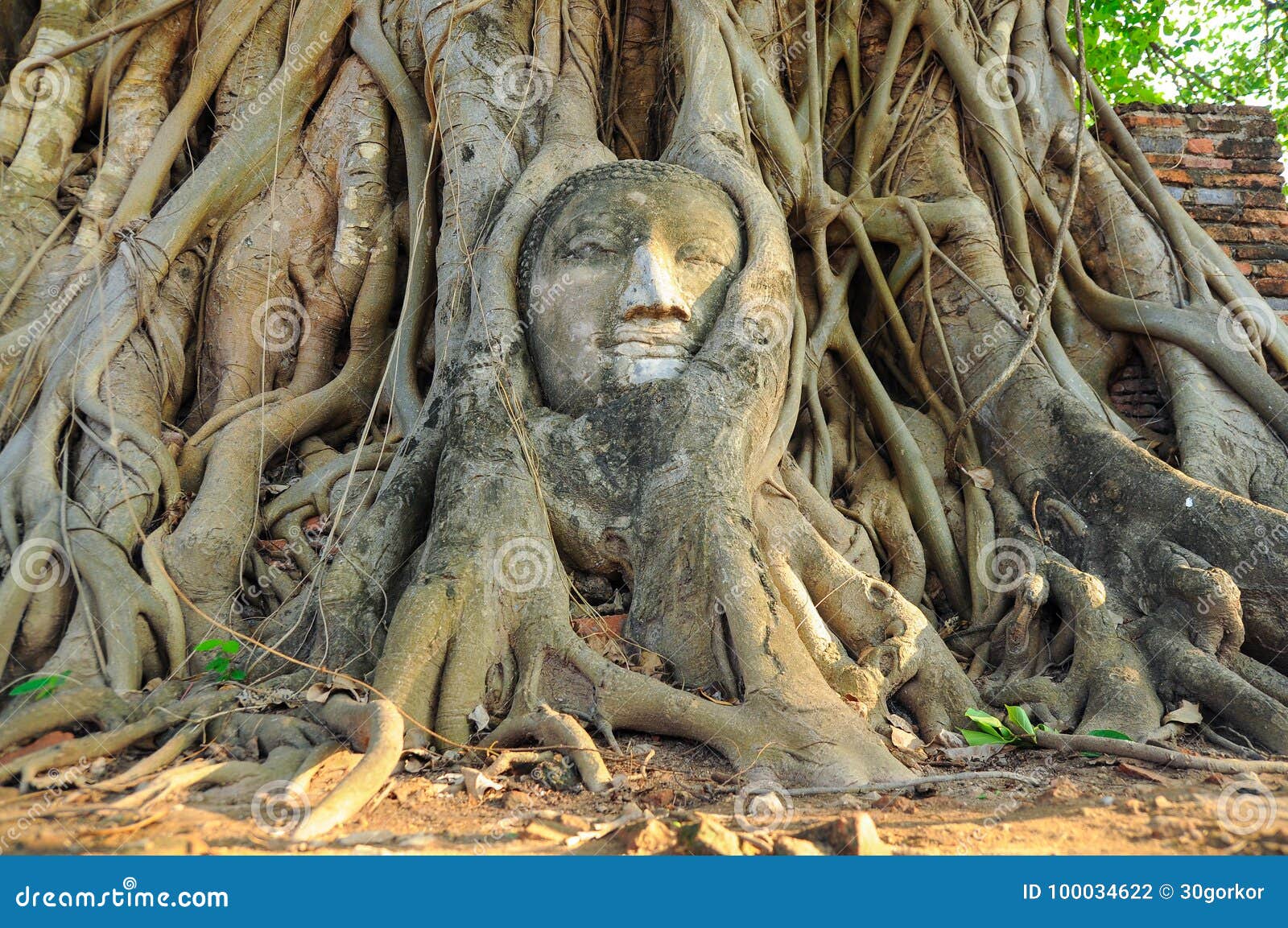 Statue of Buddha`s Head in the Root of Large Tree Stock Photo Image
