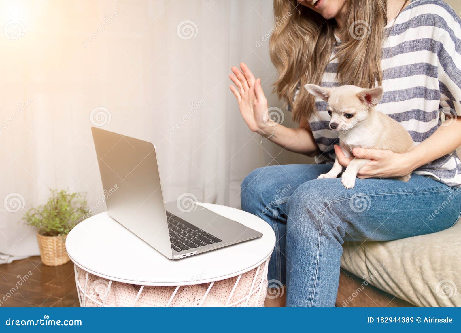 Stay Home Concept. Cropped Woman with Puppy Dog Chihuahua Having a Video  Call Editorial Stock Image - Image of call, inside: 182944389
