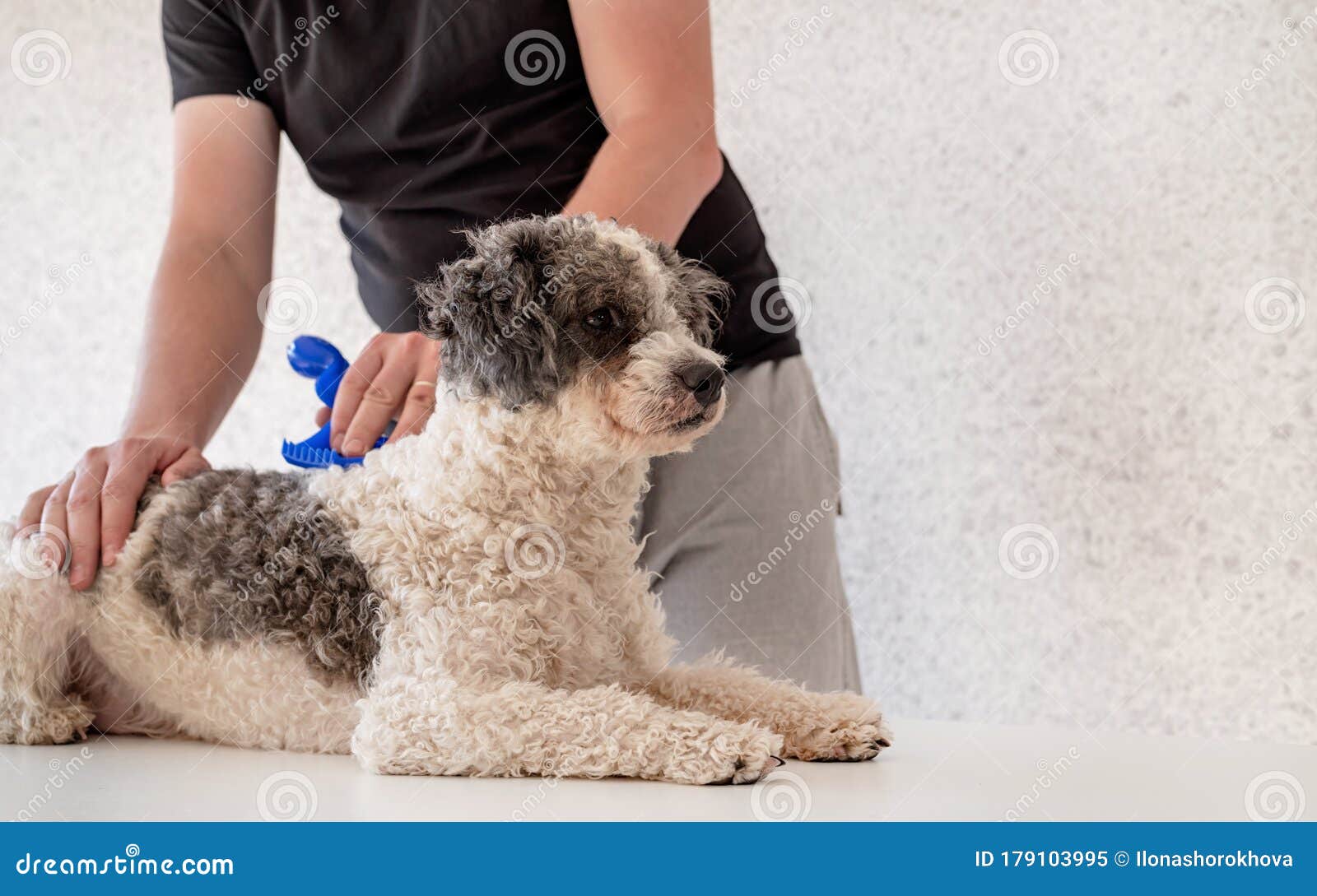 Man Brushing His Bichon Frise Dog On The Table Stock Image